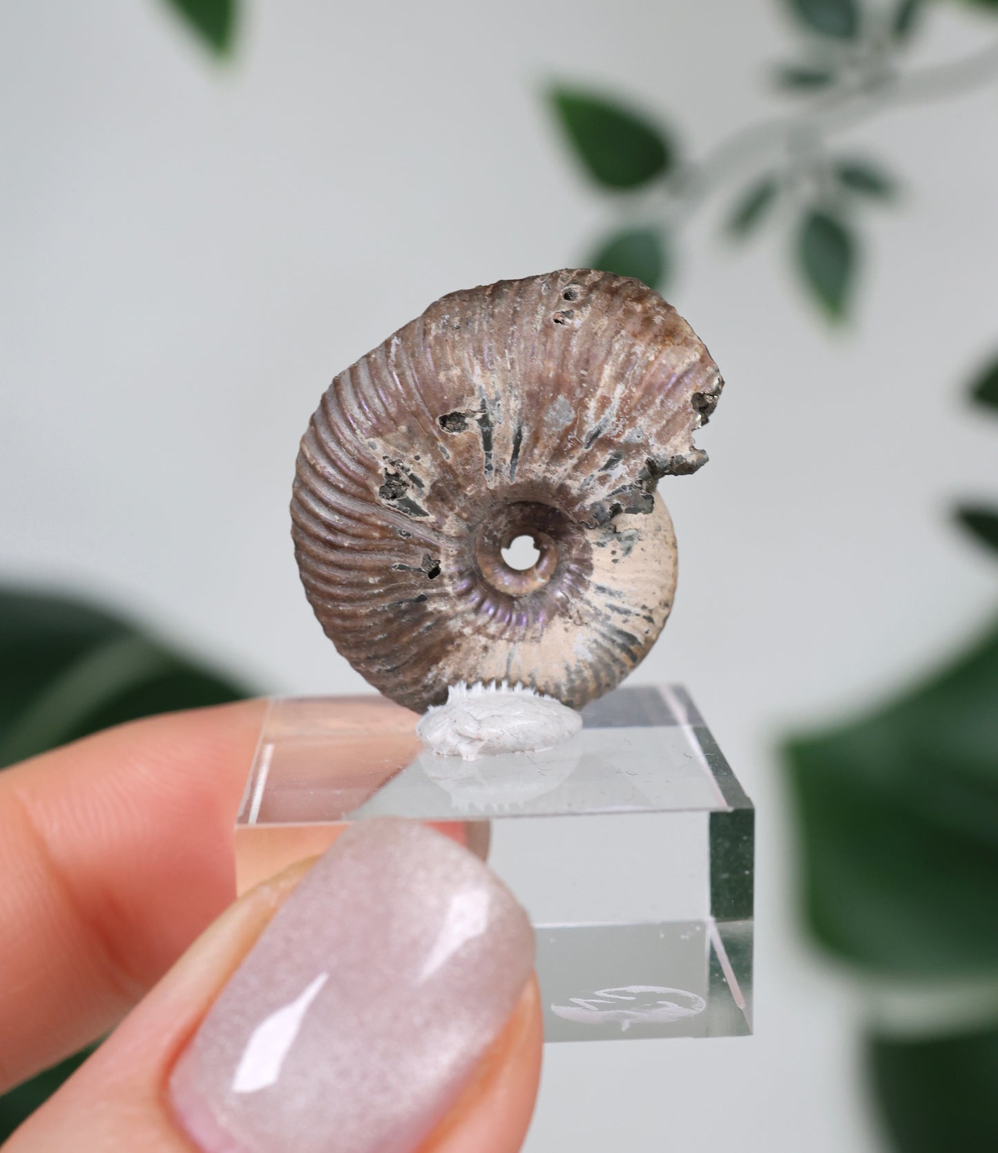 Ammonites piritizados x Calcopirita N.º49PA