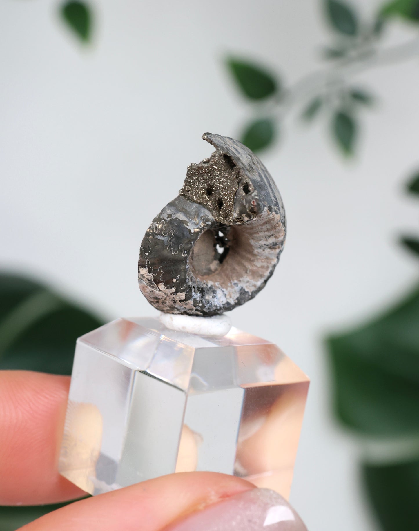 Ammonites piritizados x Calcopirita N.º42PA