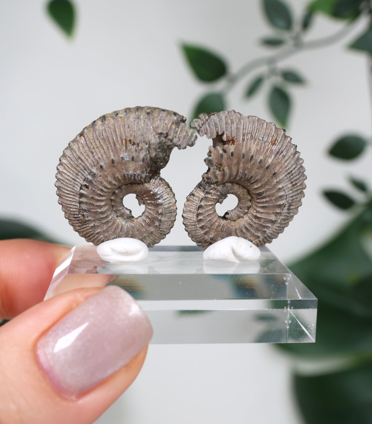 Ammonites piritizados x Pareja de calcopirita n.º 112PA