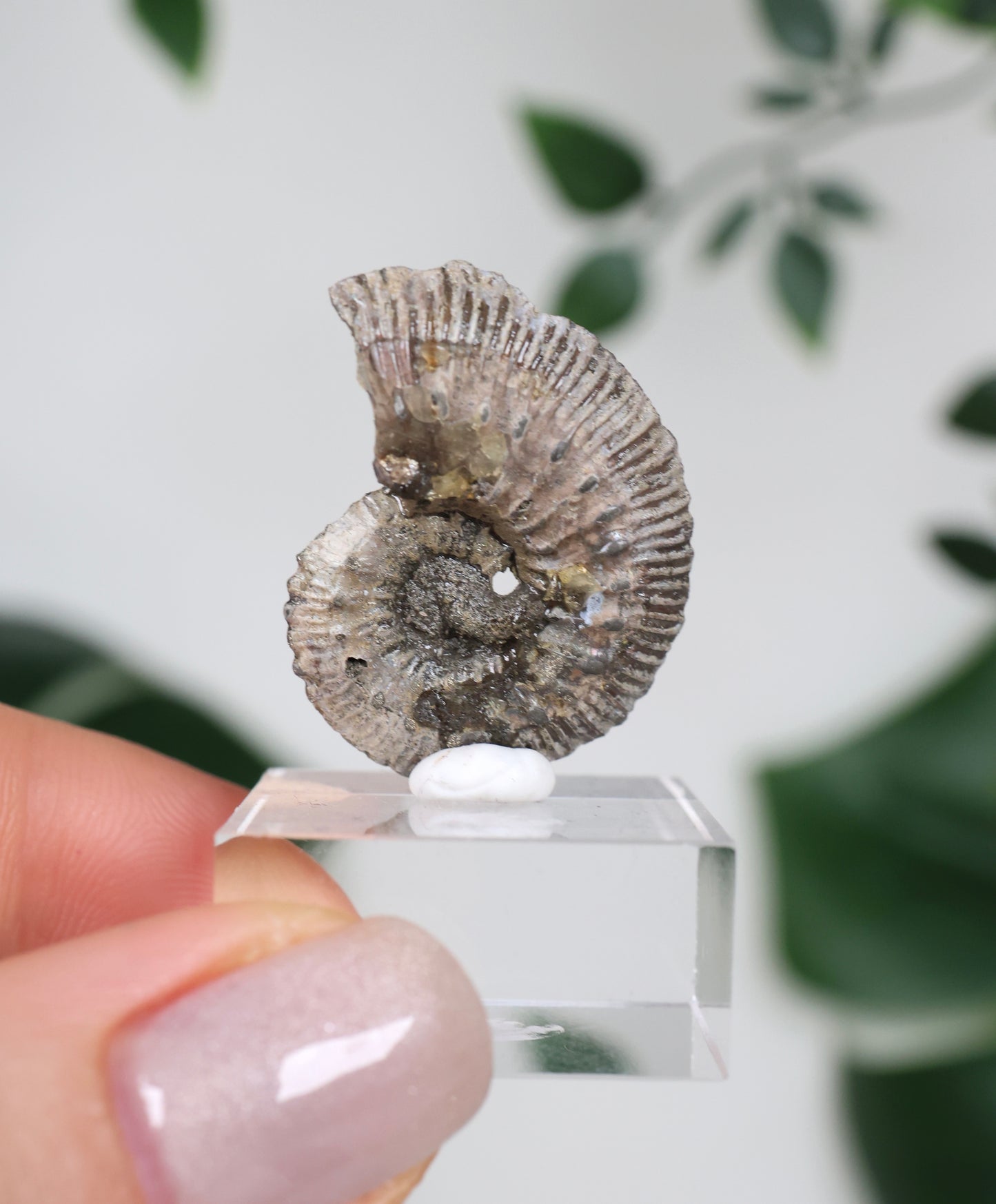 Ammonites piritizados x Calcopirita N.º 57PA