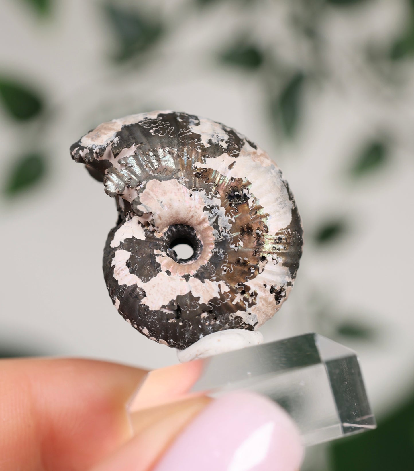 Pyritisierte Ammonite x Chalkopyrit Nr.78PA