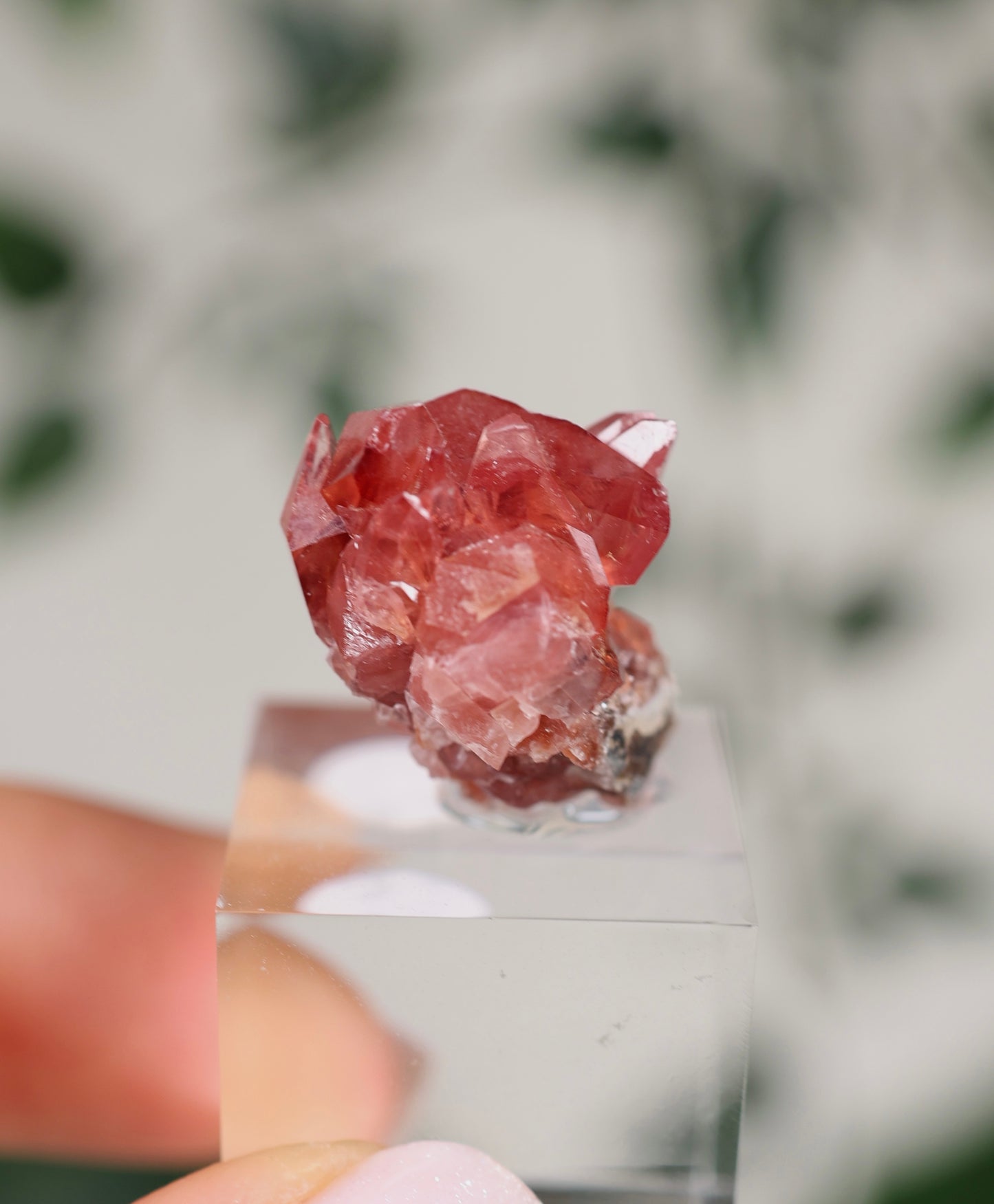 Kristallisierter Rhodochrosit Oldstock Nr.296RH