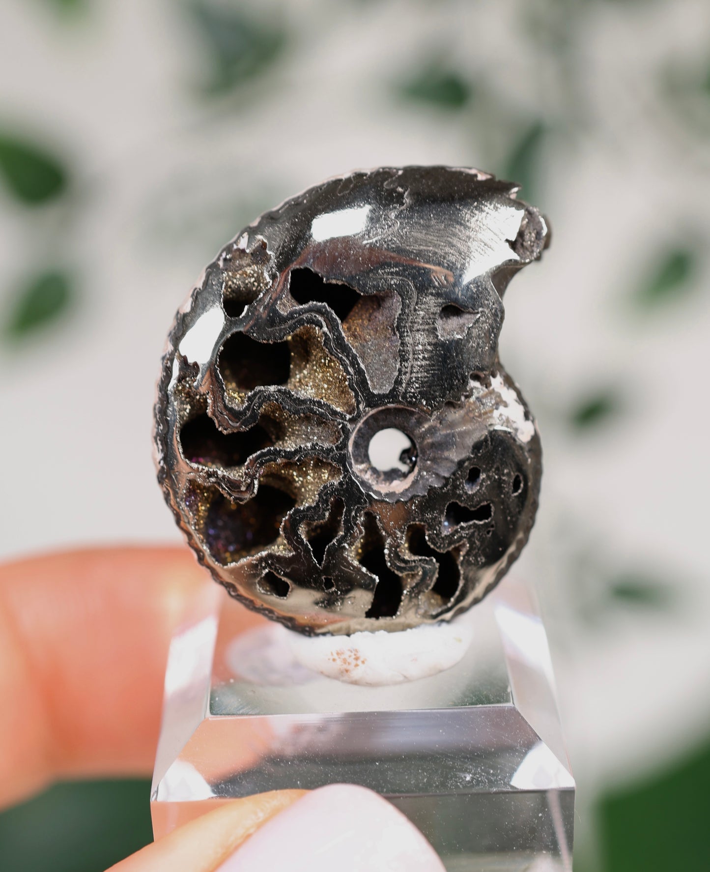 Pyritisierte Ammonite x Chalkopyrit Nr.78PA