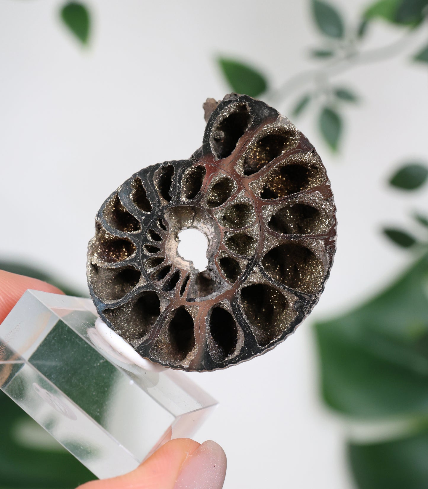 Ammonites piritizados x Calcopirita N.º 90PA