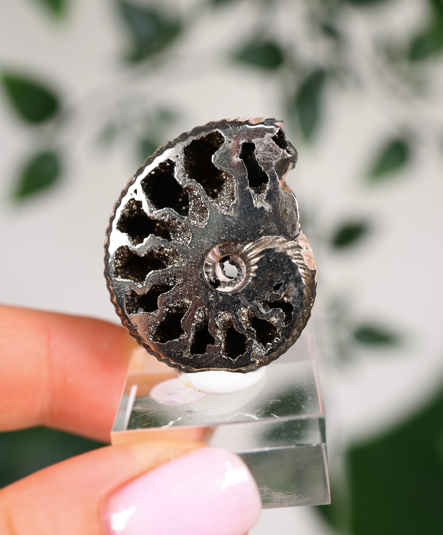 Pyritisierte Ammonite x Chalkopyrit Nr.79PA