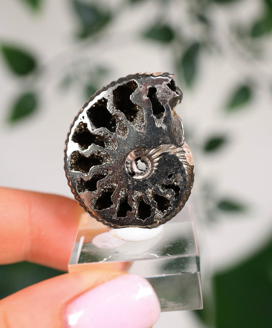 Pyritisierte Ammonite x Chalkopyrit Nr.79PA