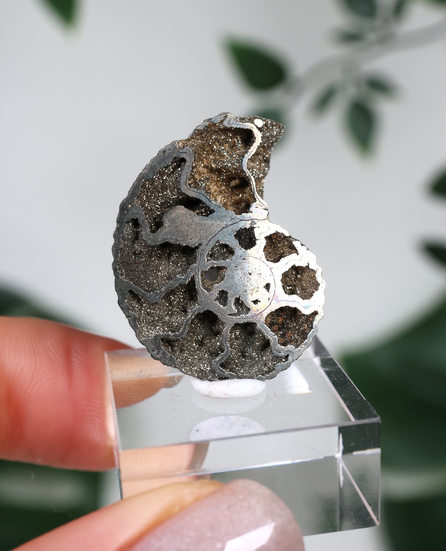 Ammonites piritizados x Calcopirita N.º 57PA