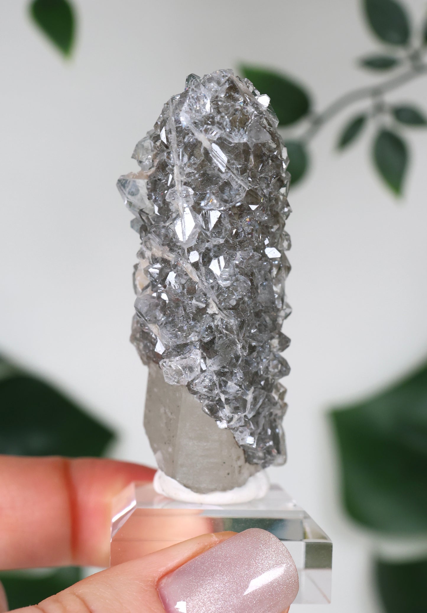 Apophyllite x Quartz x Chlorite No. 118QA