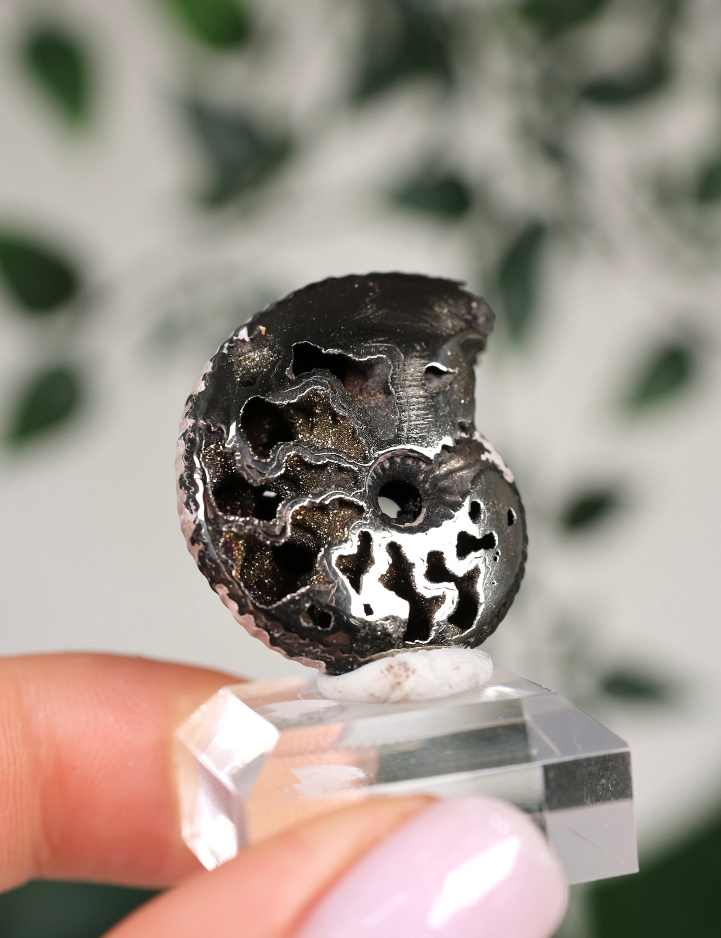 Pyritisierte Ammonite x Chalkopyrit Nr.78PA