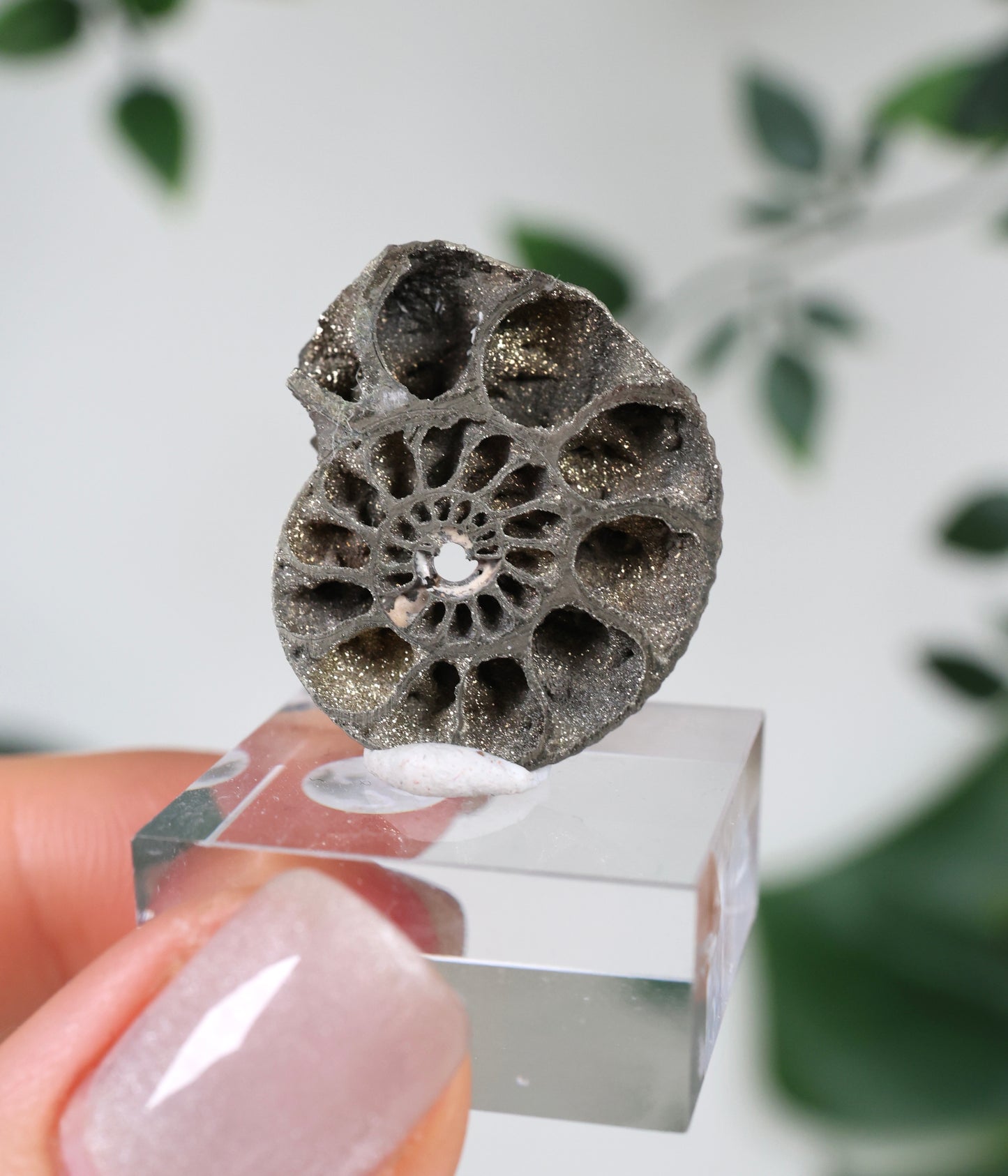 Ammonites piritizados x Calcopirita N.º49PA