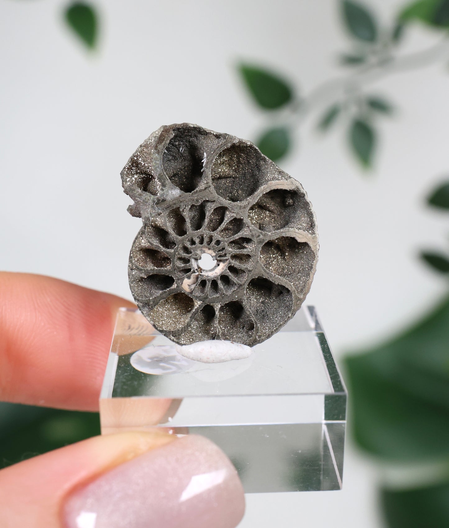 Ammonites piritizados x Calcopirita N.º49PA