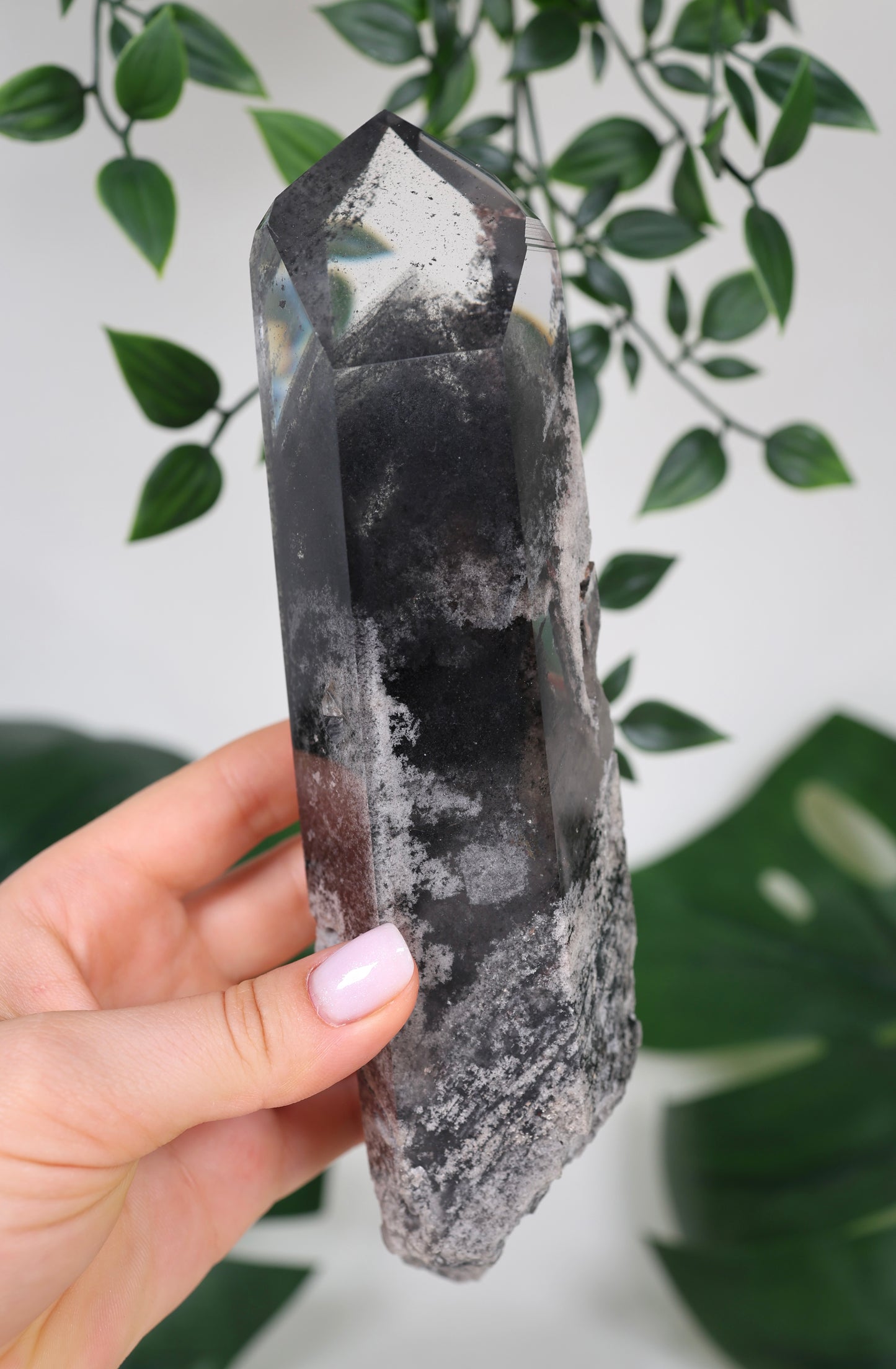 Black Phantom Lemurian Semi-Polished XL Nr.965BL
