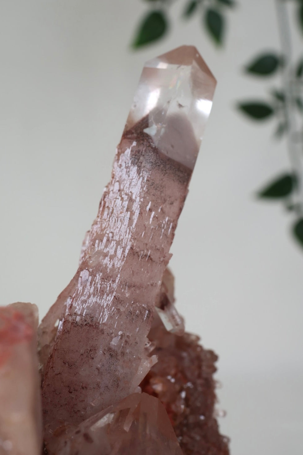 Sunset Quartz No. 500SQ