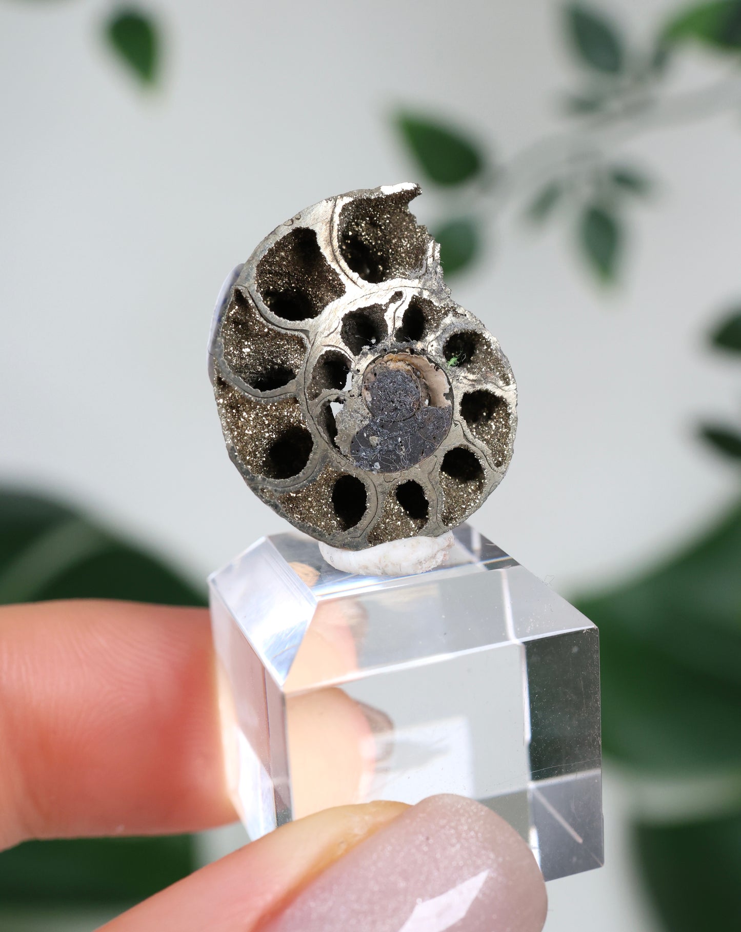 Ammonites piritizados x Calcopirita N.º42PA