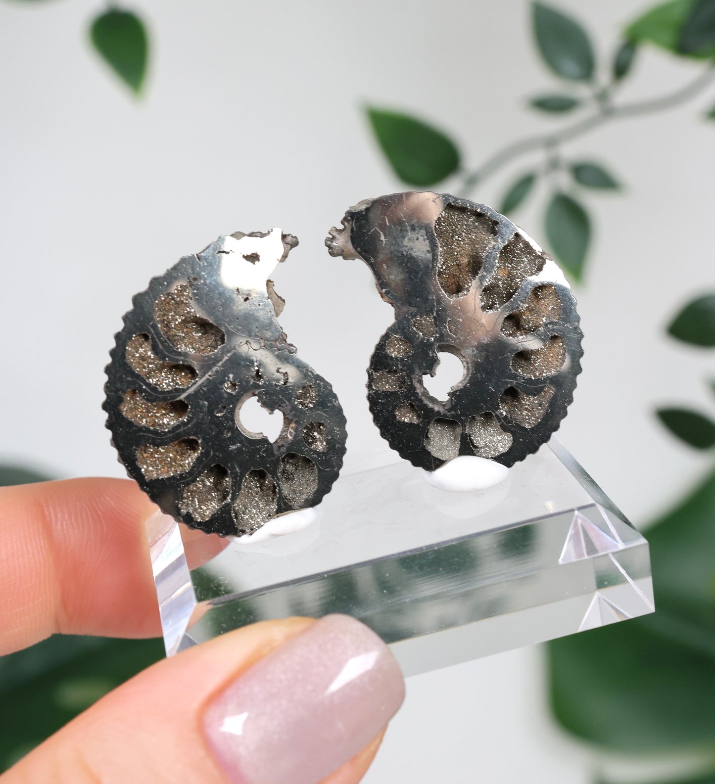 Ammonites piritizados x Pareja de calcopirita n.º 112PA