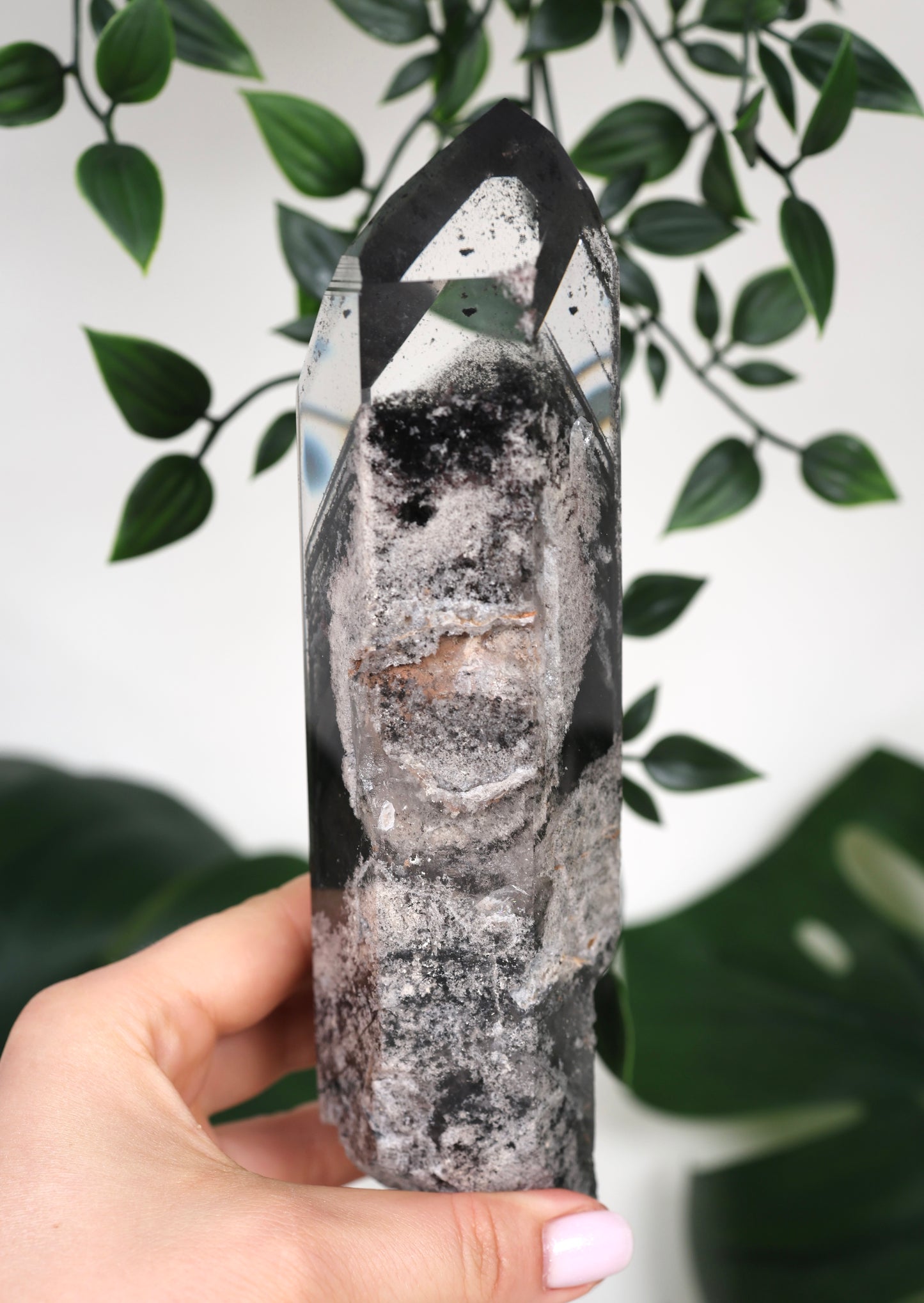 Black Phantom Lemurian Semi-Polished XL Nr.965BL