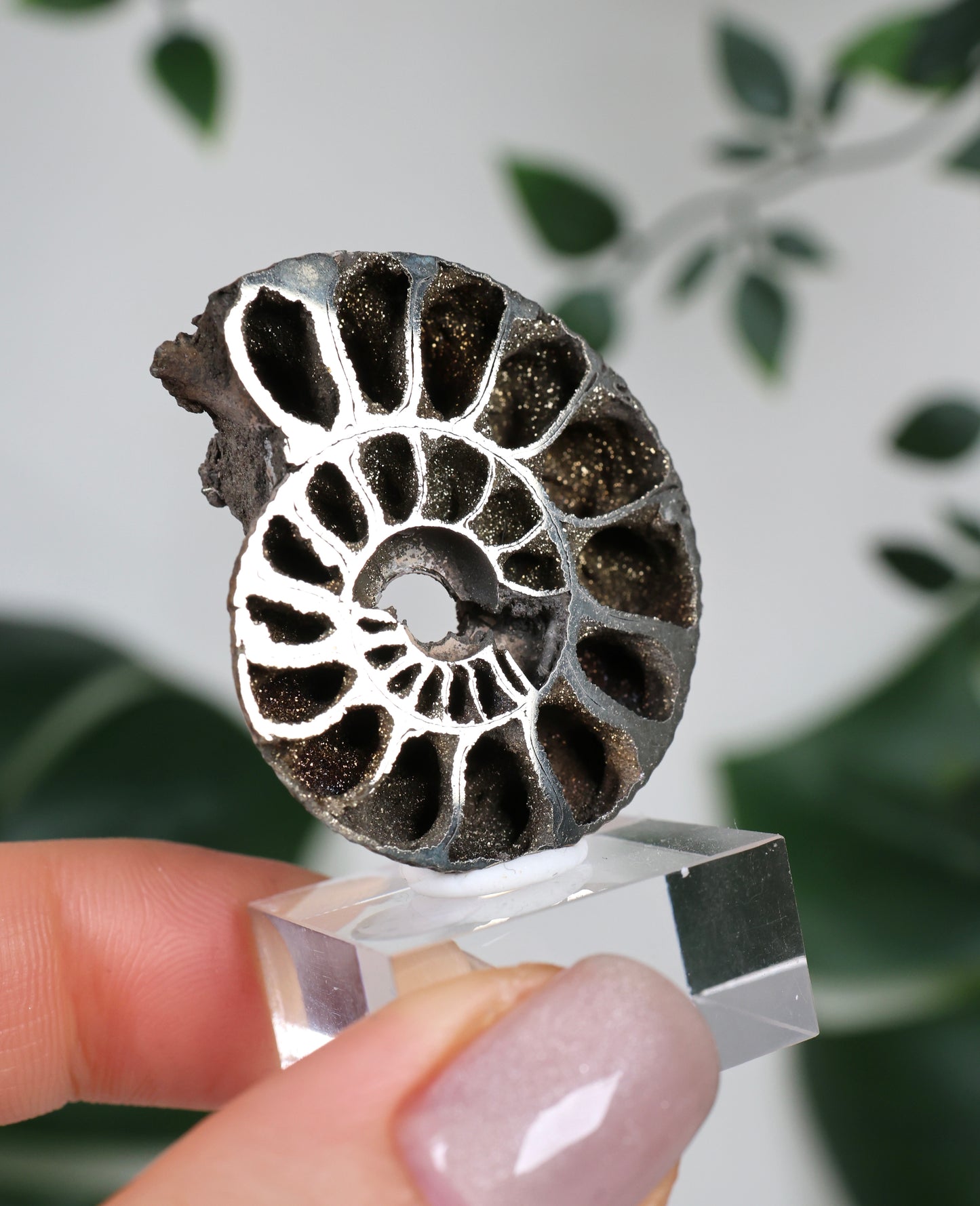 Ammonites piritizados x Calcopirita N.º 90PA