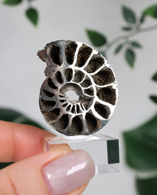 Pyritized Ammonite x Chalcopyrite No. 90PA