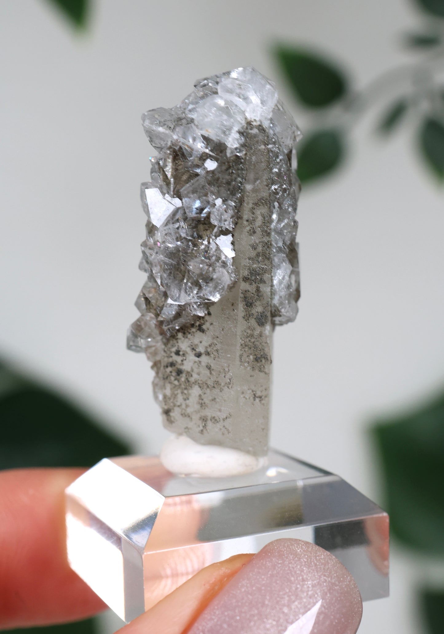 Apophyllite x Quartz x Chlorite No.42Q1