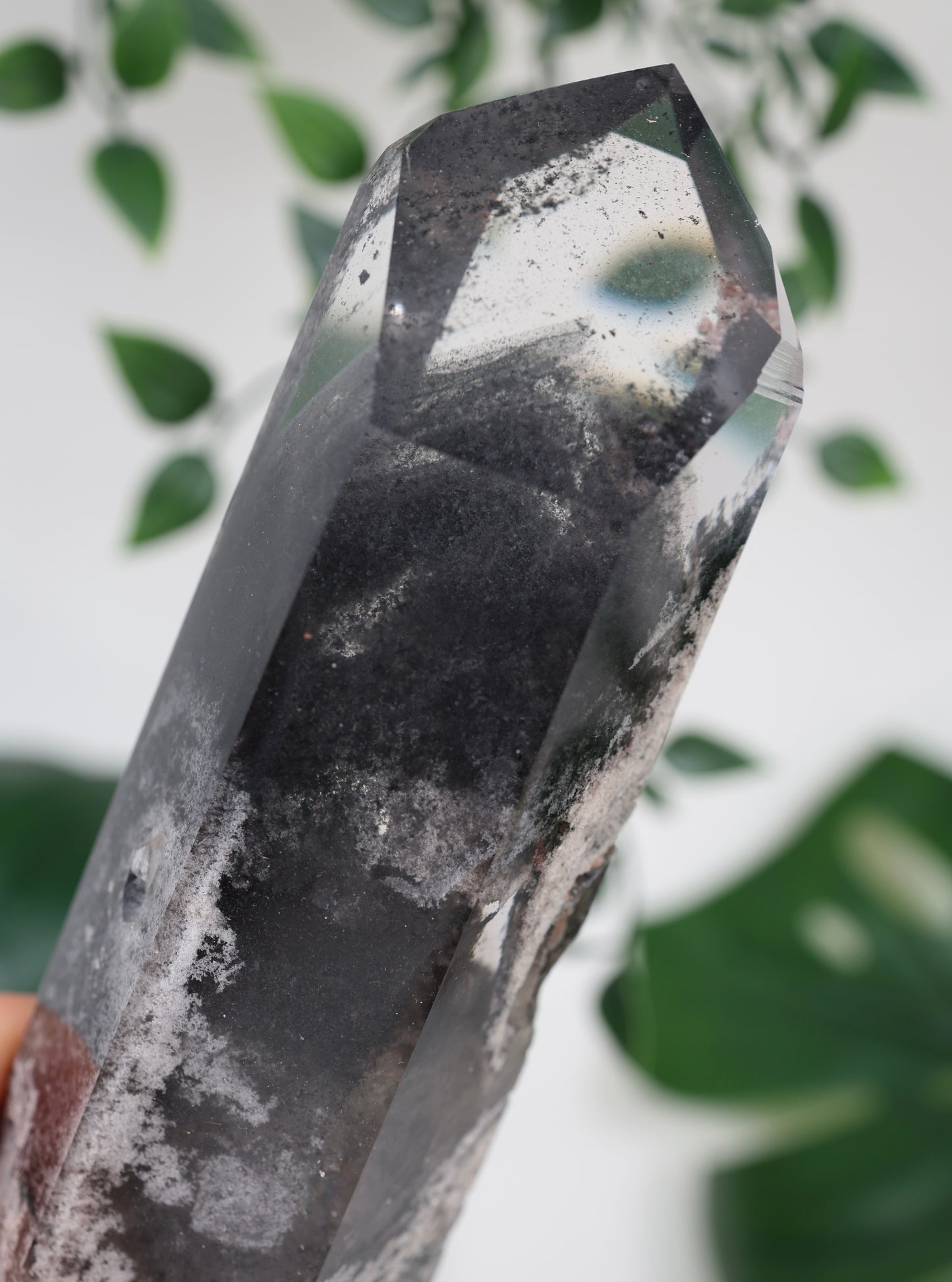 Black Phantom Lemurian Semi-Polished XL Nr.965BL