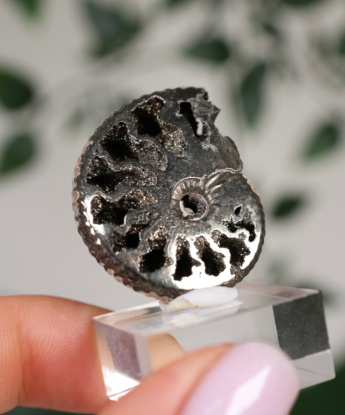 Pyritisierte Ammonite x Chalkopyrit Nr.79PA