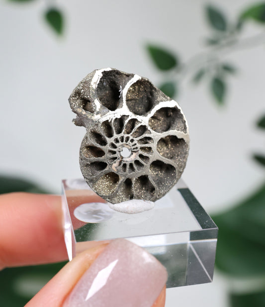 Pyritized Ammonite x Chalcopyrite No. 49PA