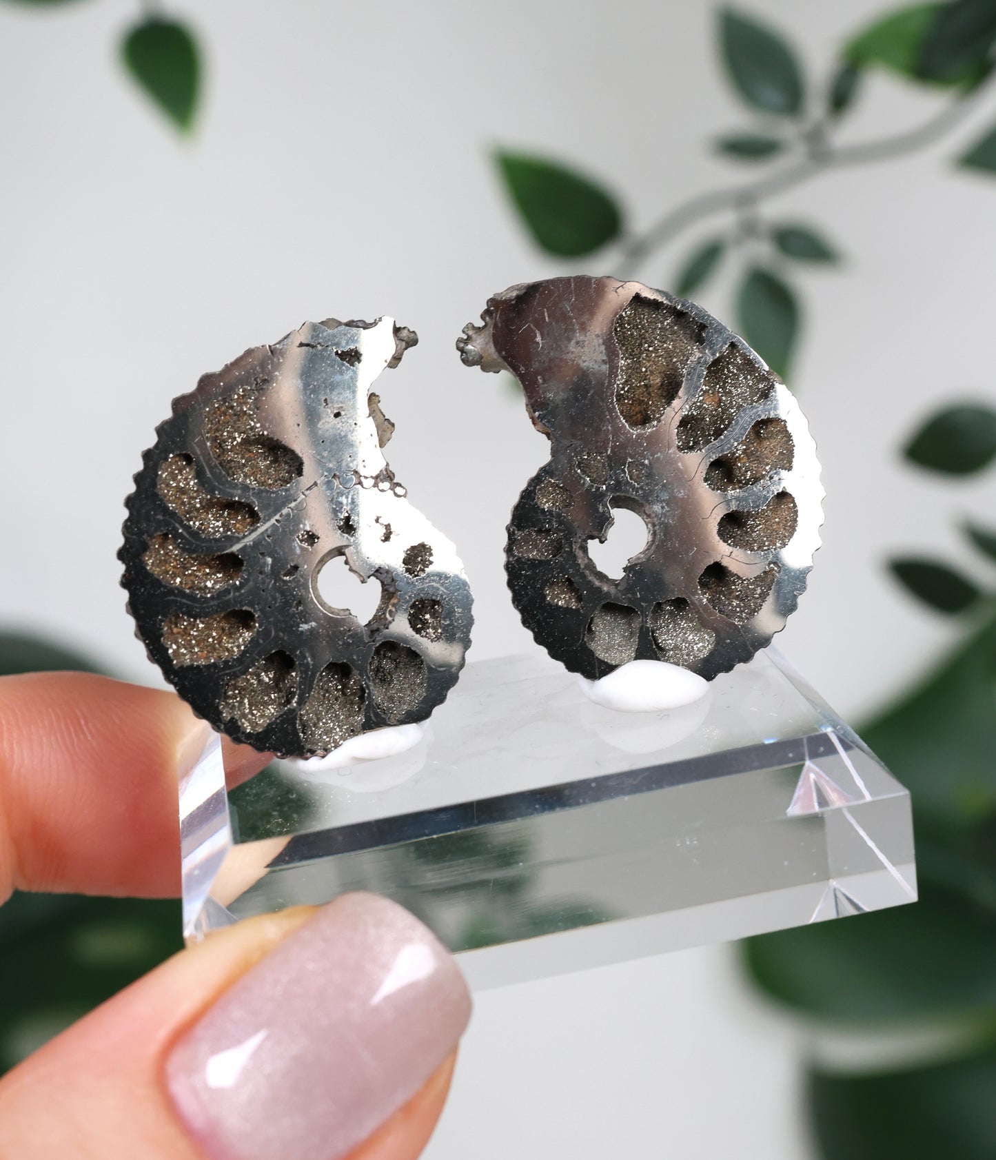Ammonites piritizados x Pareja de calcopirita n.º 112PA