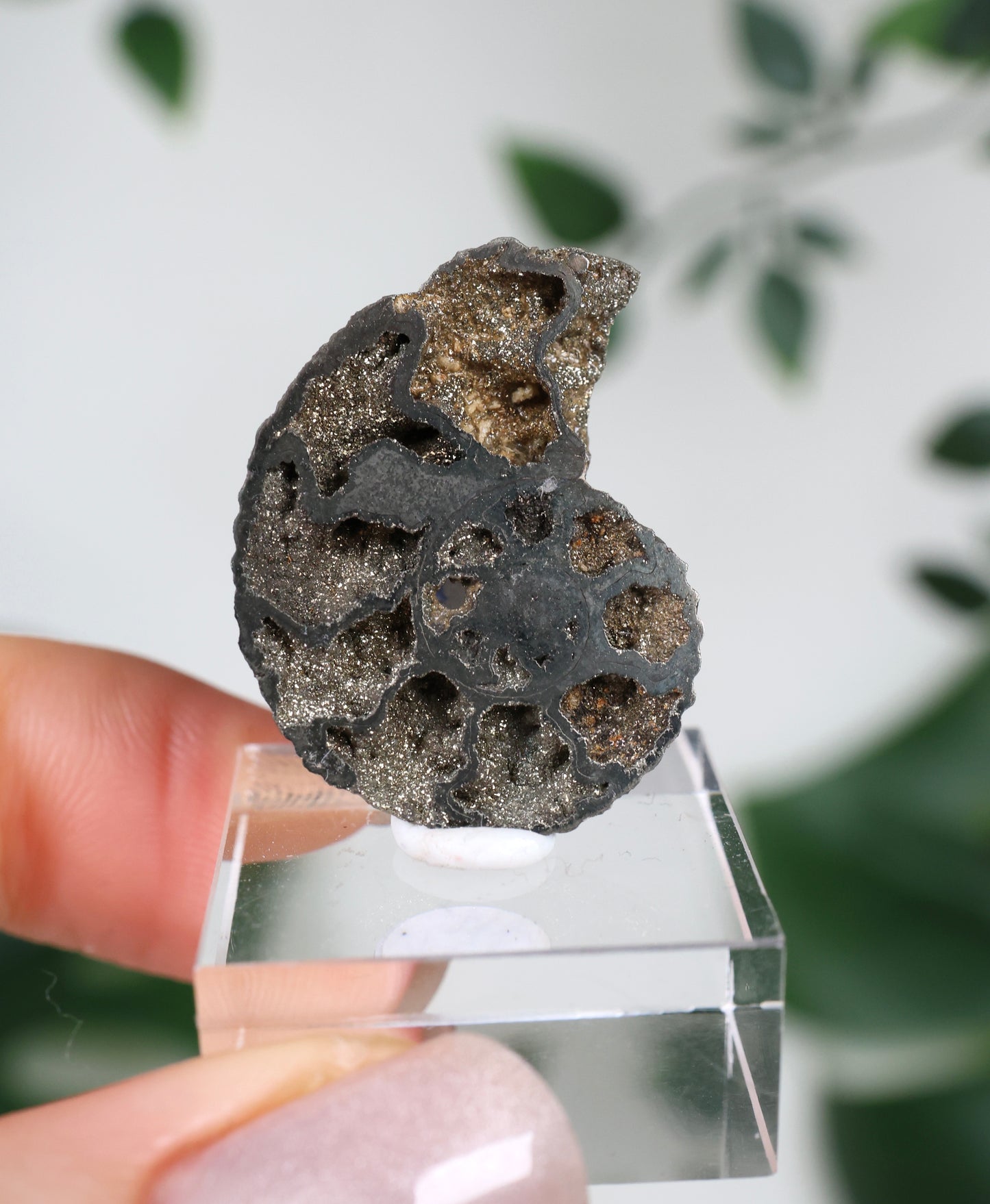 Ammonites piritizados x Calcopirita N.º 57PA