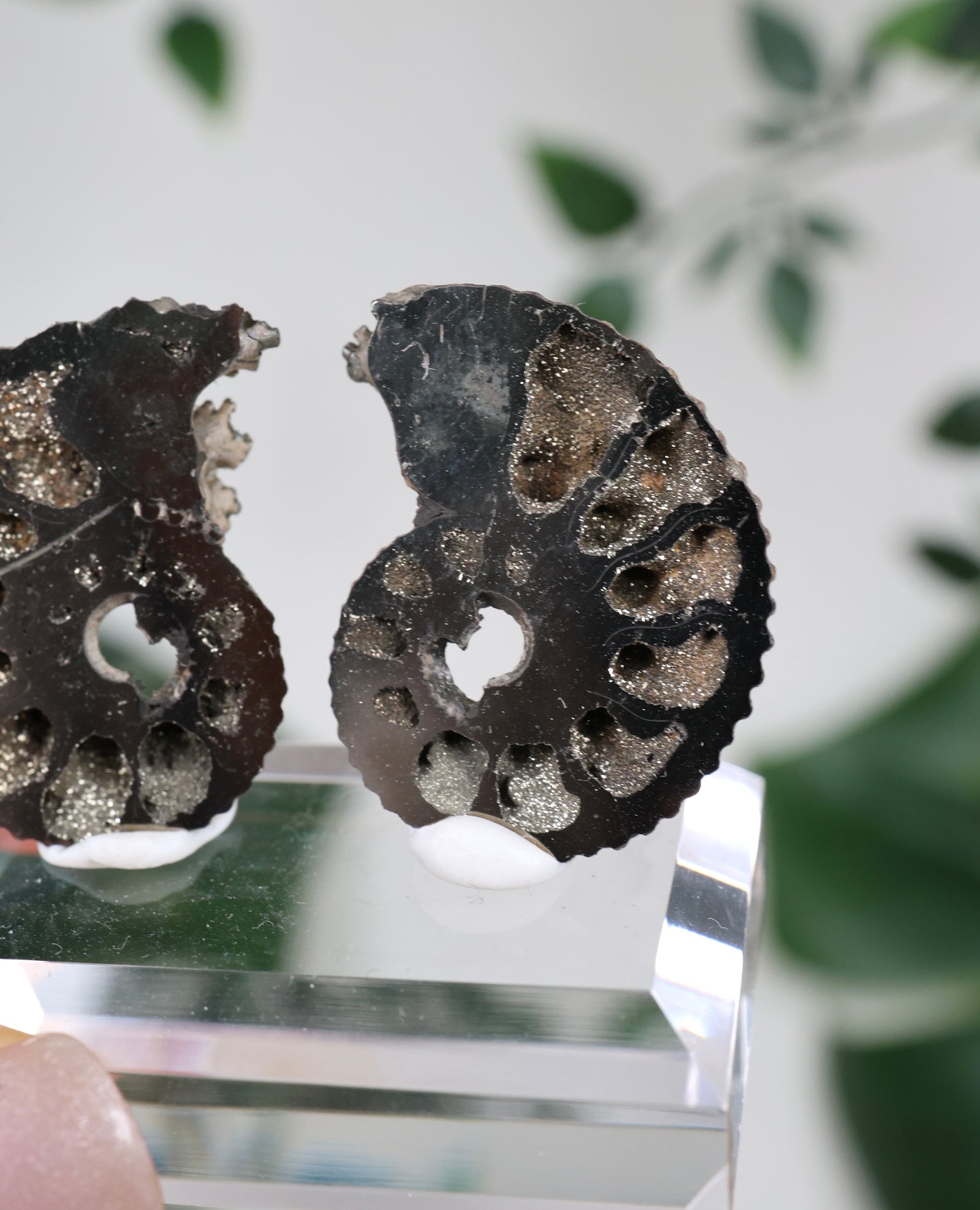 Ammonites piritizados x Pareja de calcopirita n.º 112PA