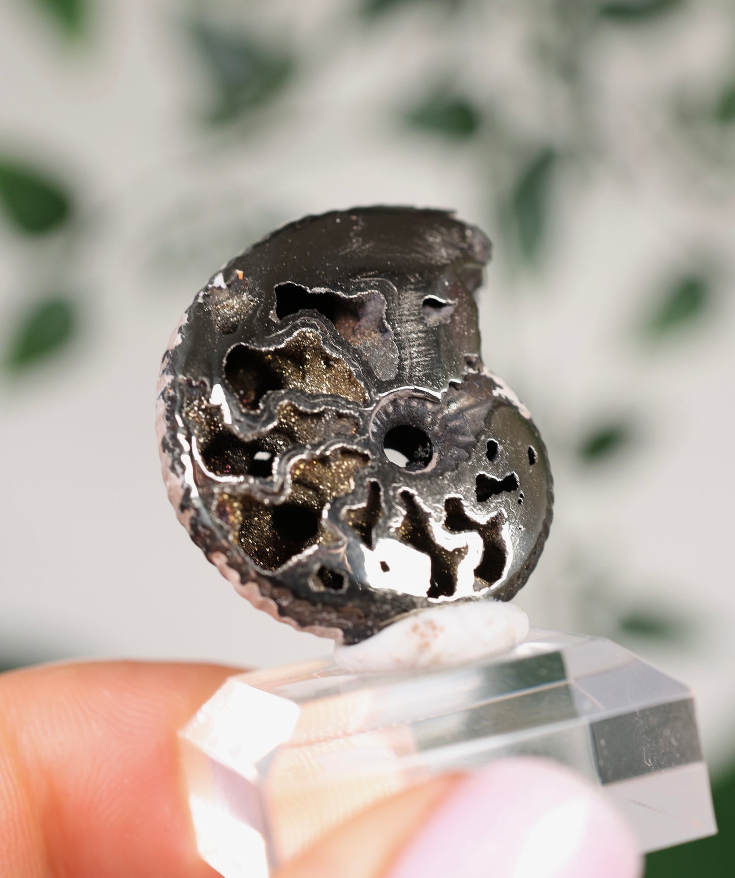 Pyritisierte Ammonite x Chalkopyrit Nr.78PA
