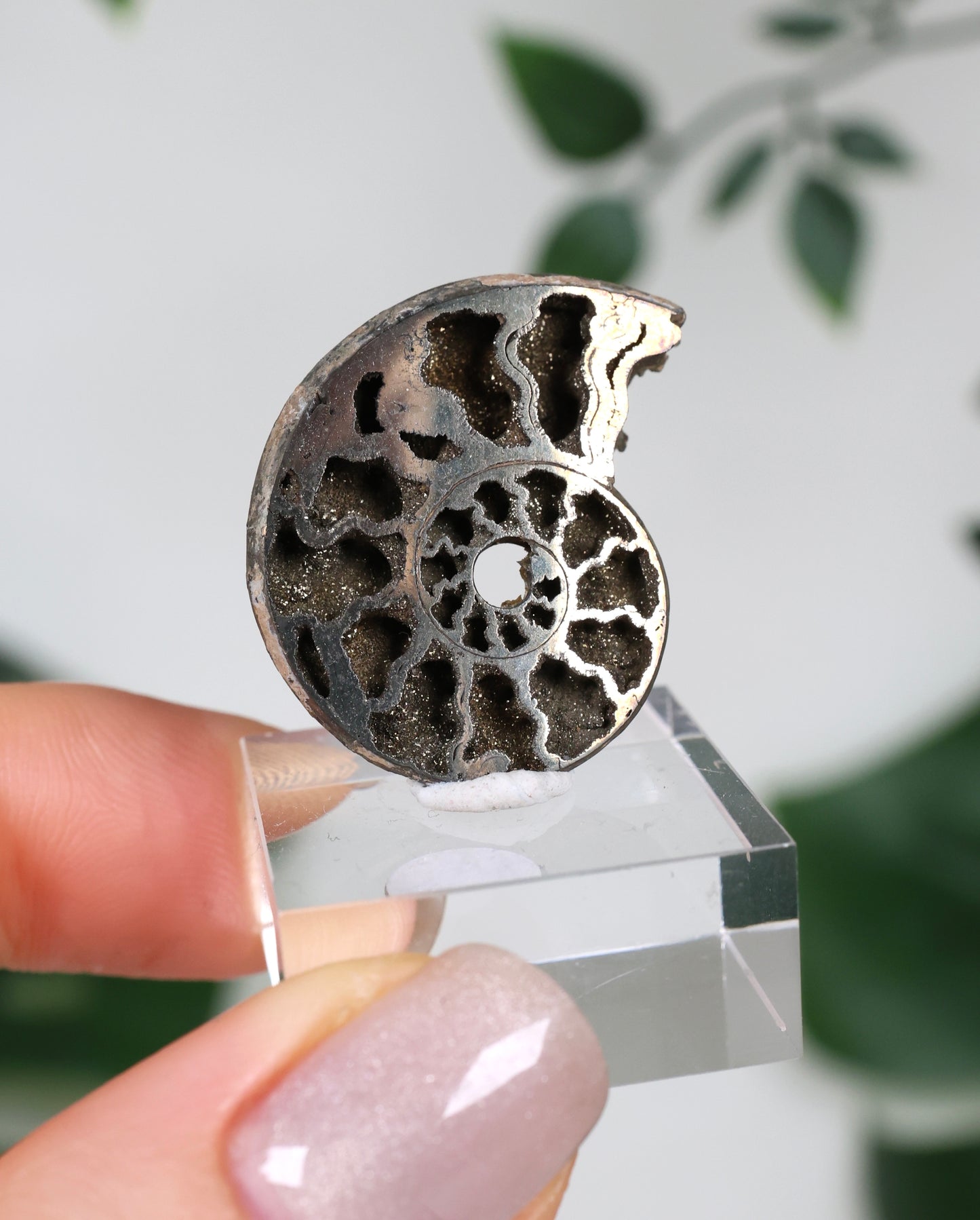 Ammonites piritizados x Calcopirita N.º 57PR
