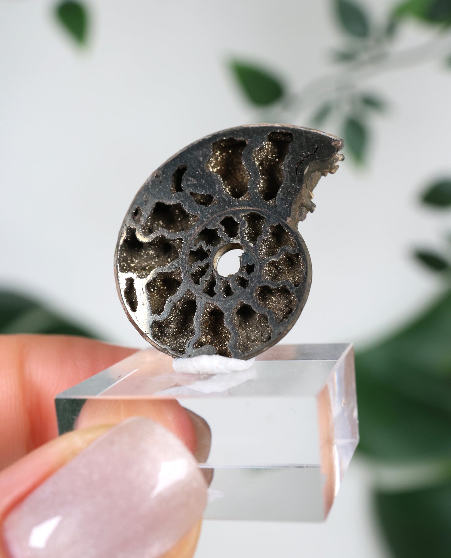 Ammonites piritizados x Calcopirita N.º 57PR