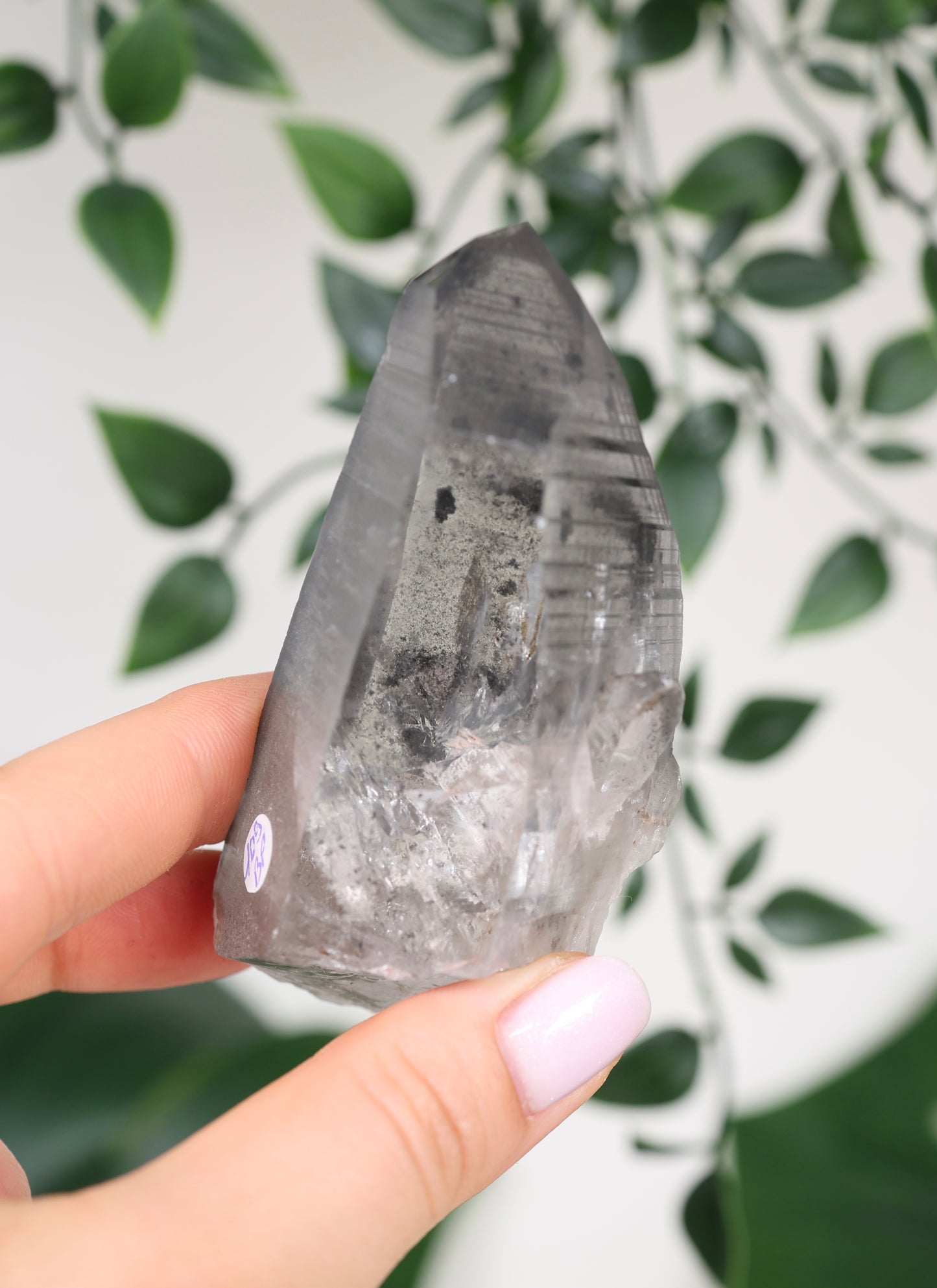 Black Phantom Lemurian Semi-Polished Nr.109BL