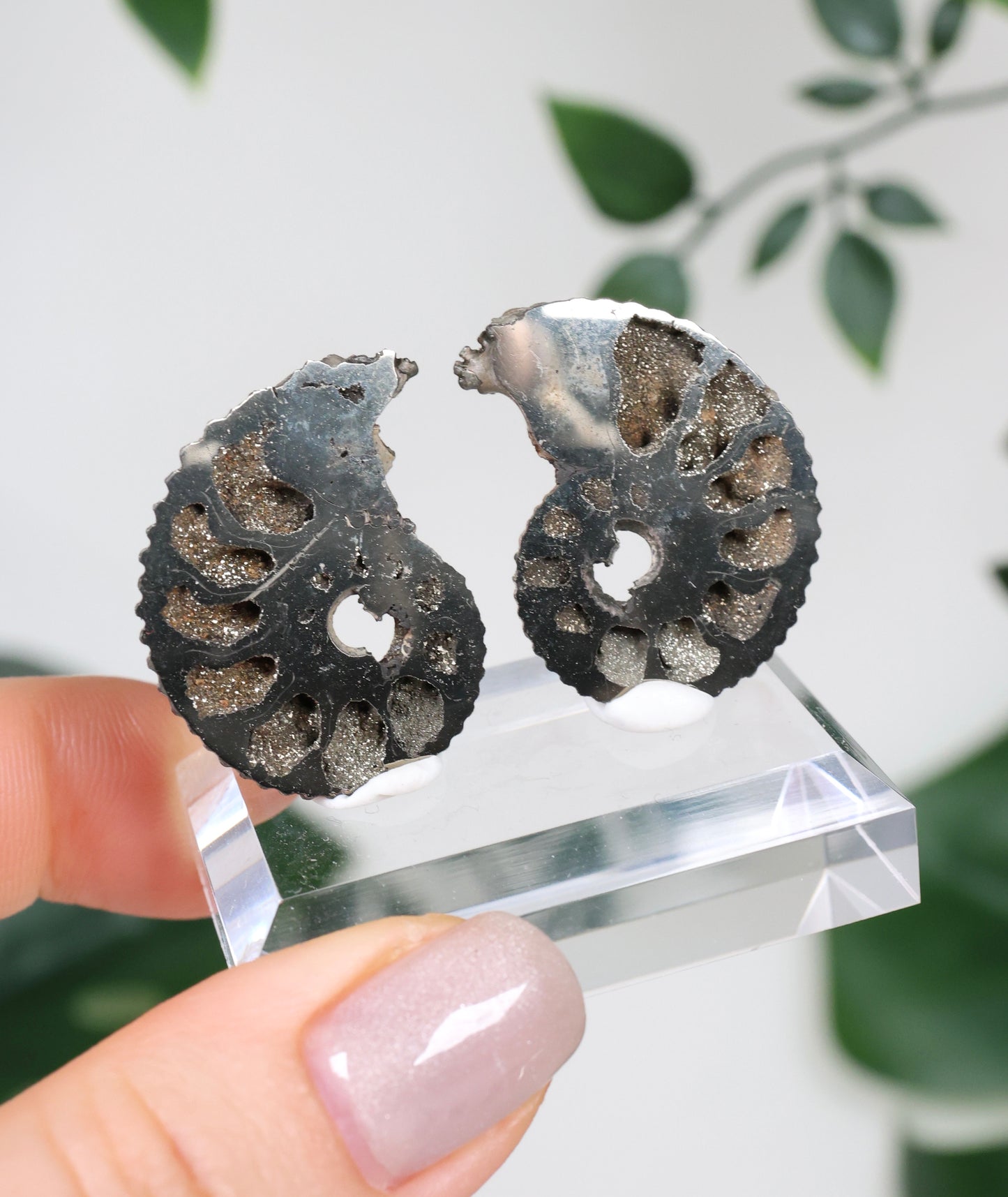 Ammonites piritizados x Pareja de calcopirita n.º 112PA
