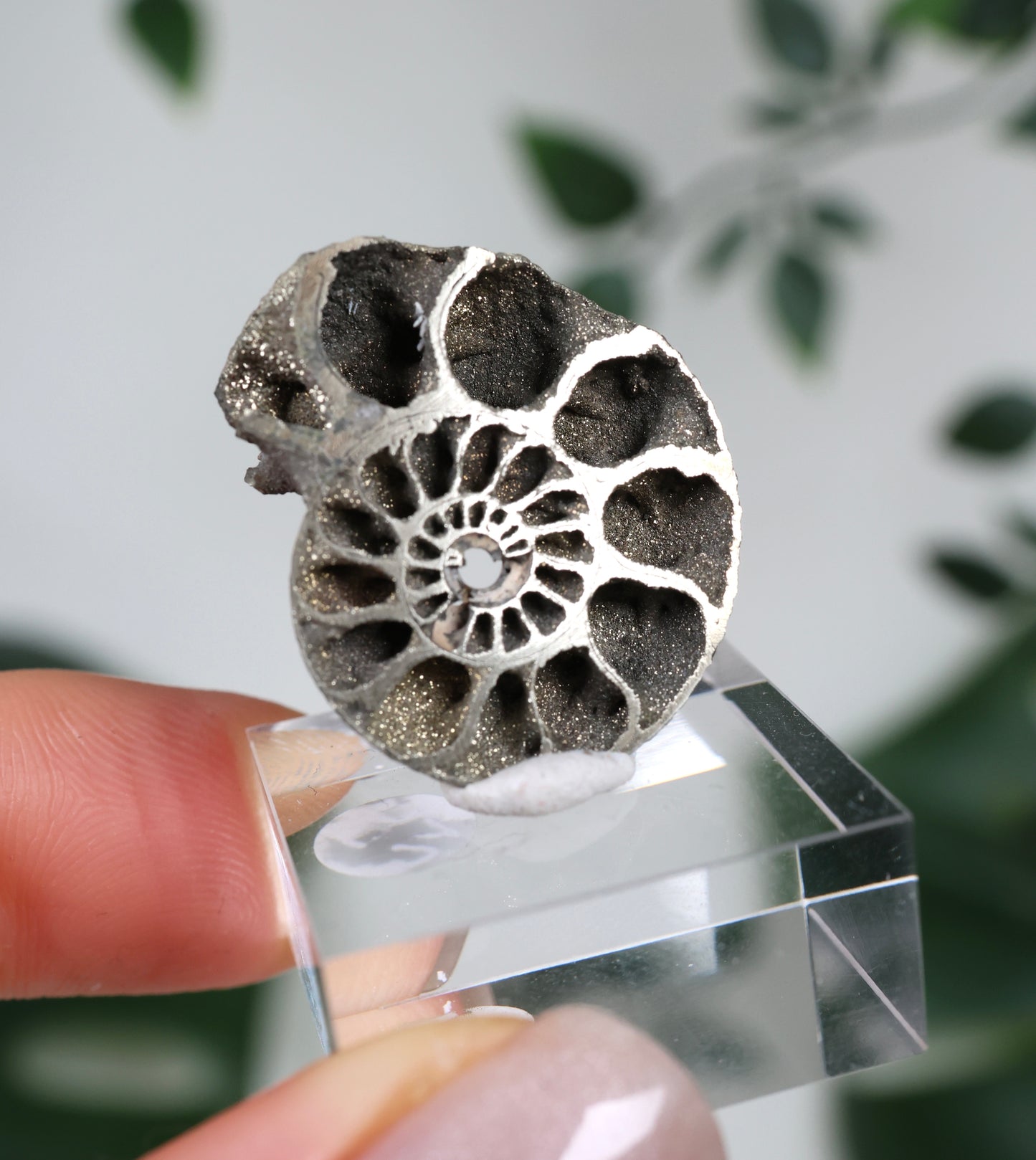 Ammonites piritizados x Calcopirita N.º49PA