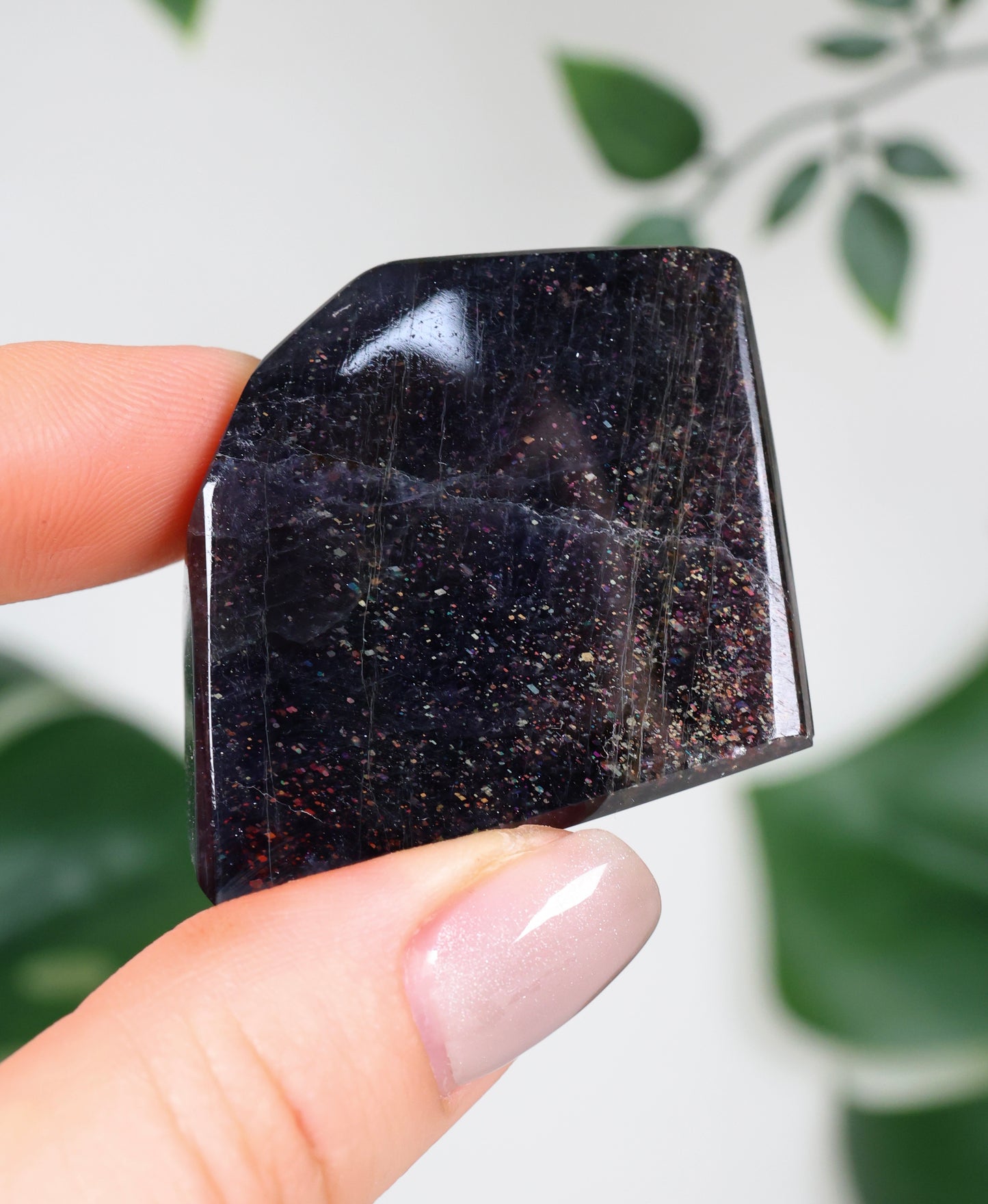 Iolita x Piedra del Sol n.º 92IF