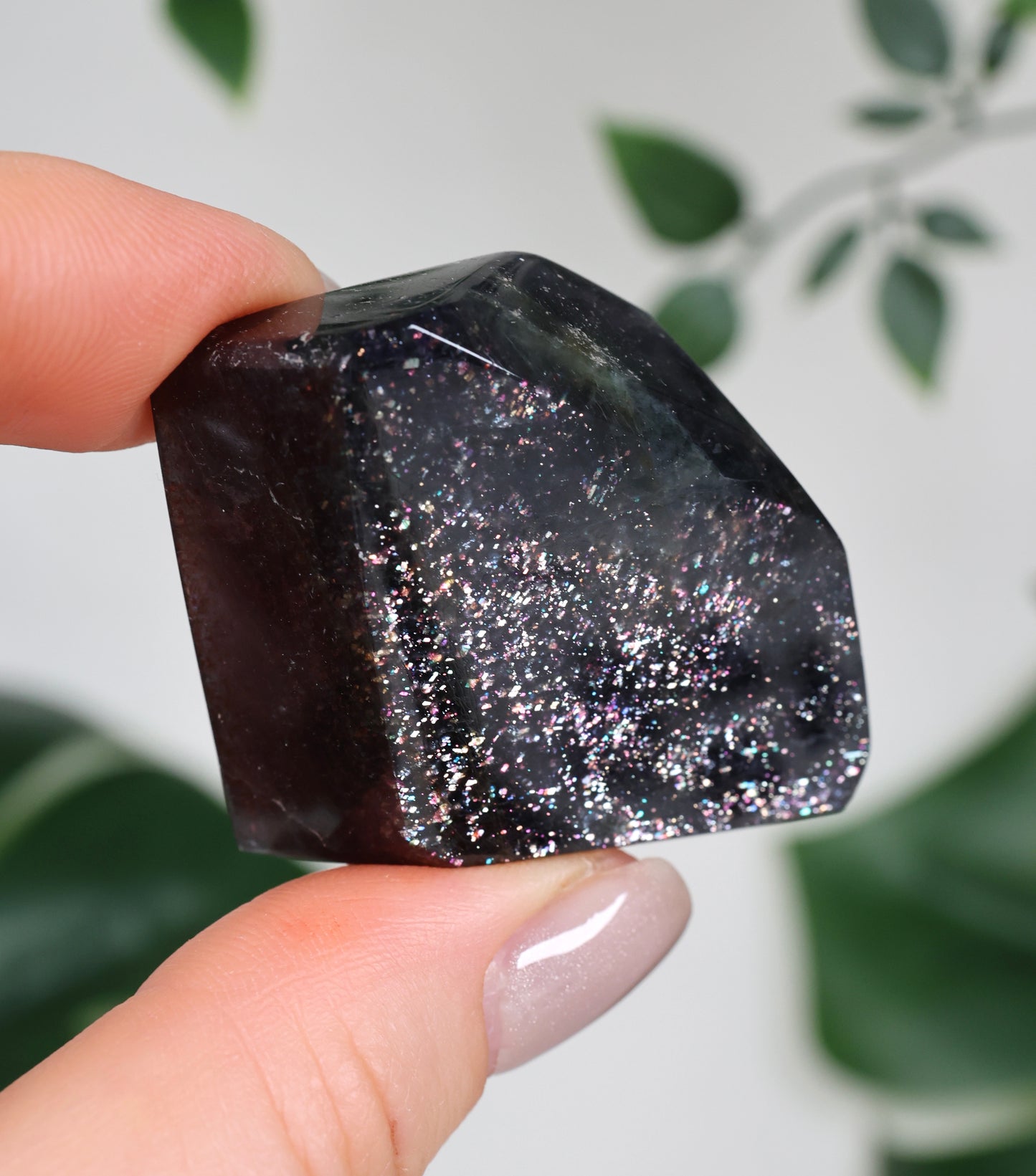 Iolita x Piedra del Sol n.º 92IF