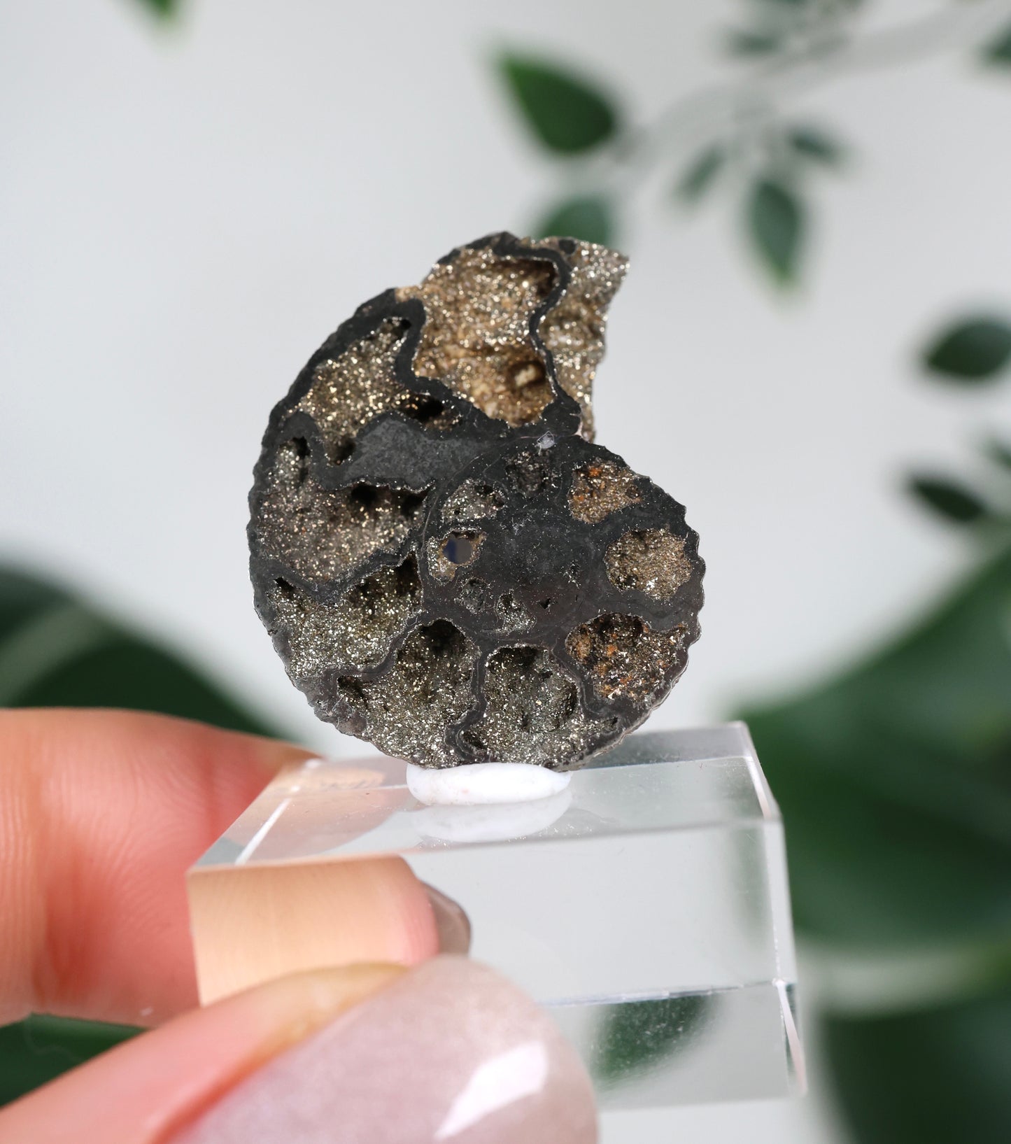 Ammonites piritizados x Calcopirita N.º 57PA