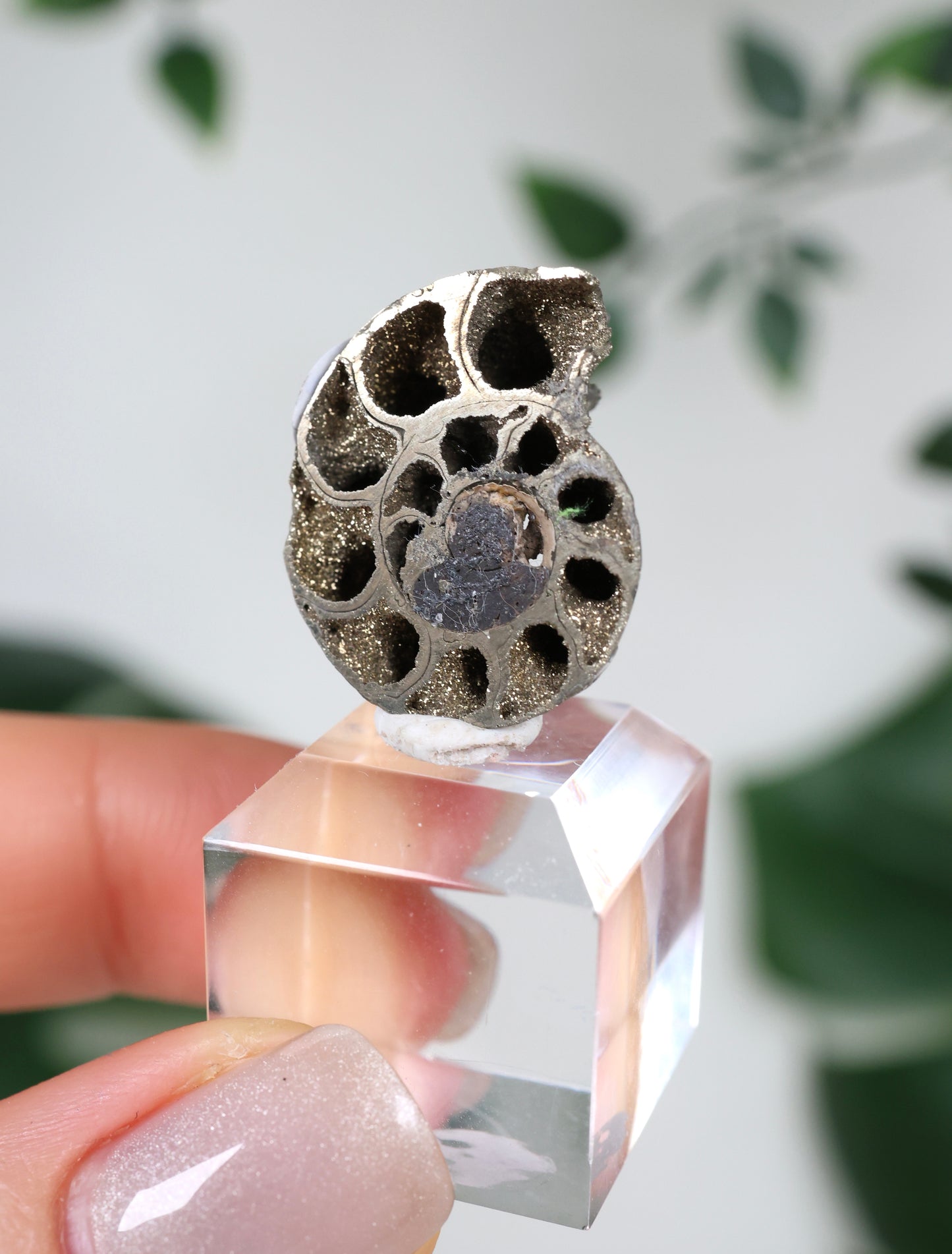 Ammonites piritizados x Calcopirita N.º42PA