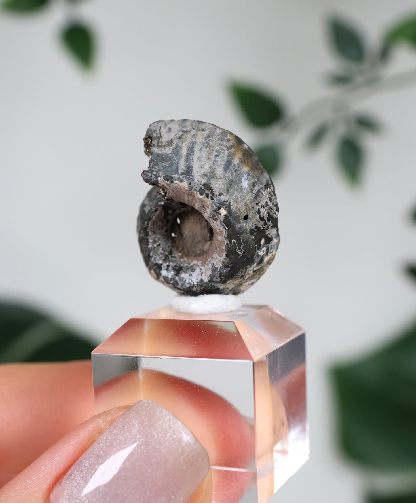 Ammonites piritizados x Calcopirita N.º42PA