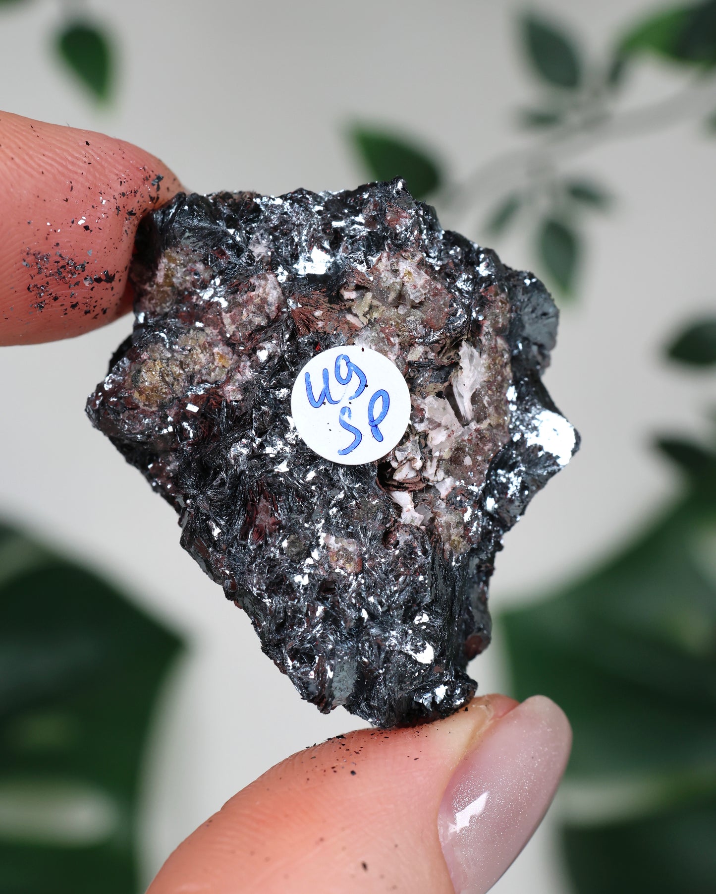 Especularita n.º 49SP