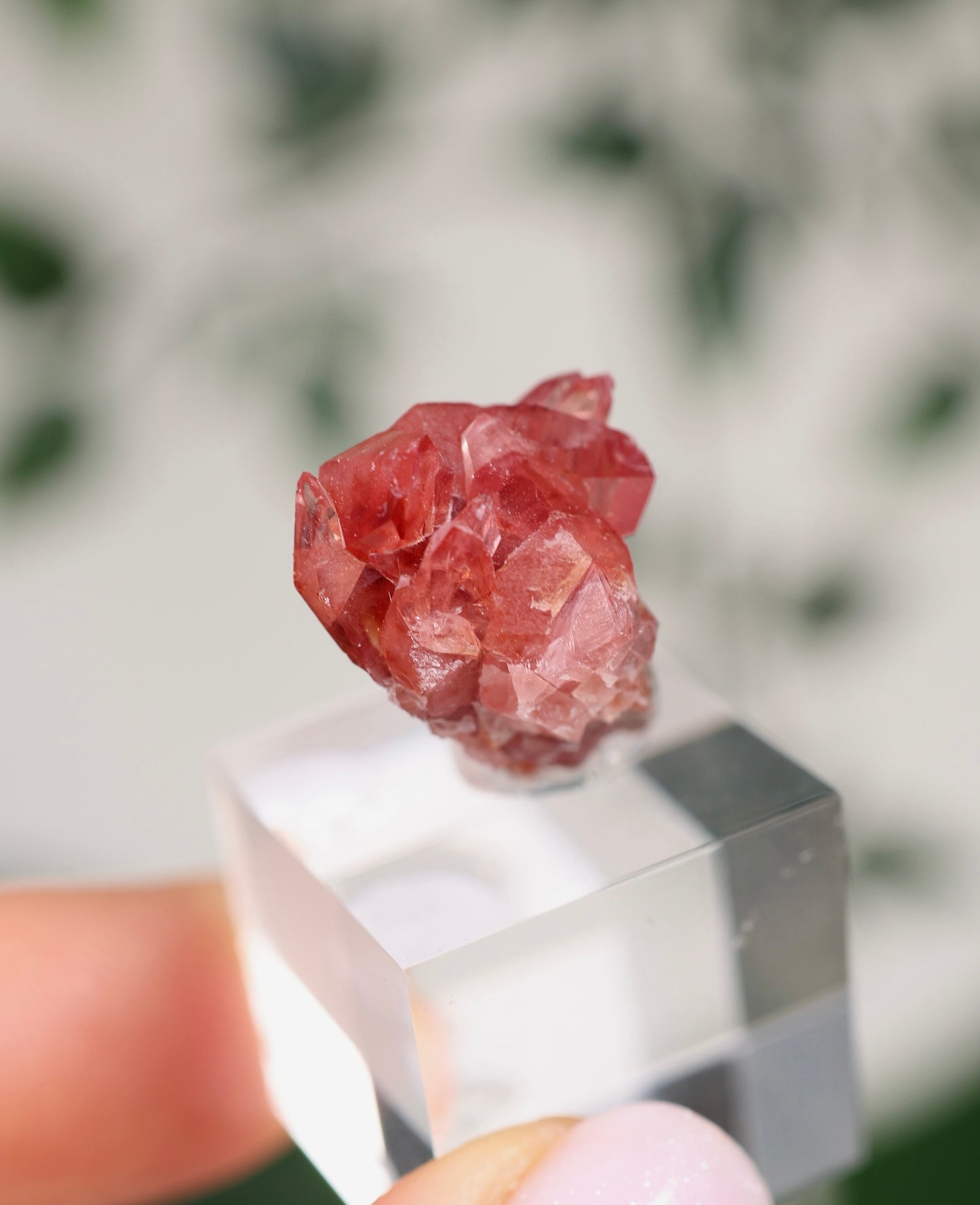Kristallisierter Rhodochrosit Oldstock Nr.296RH