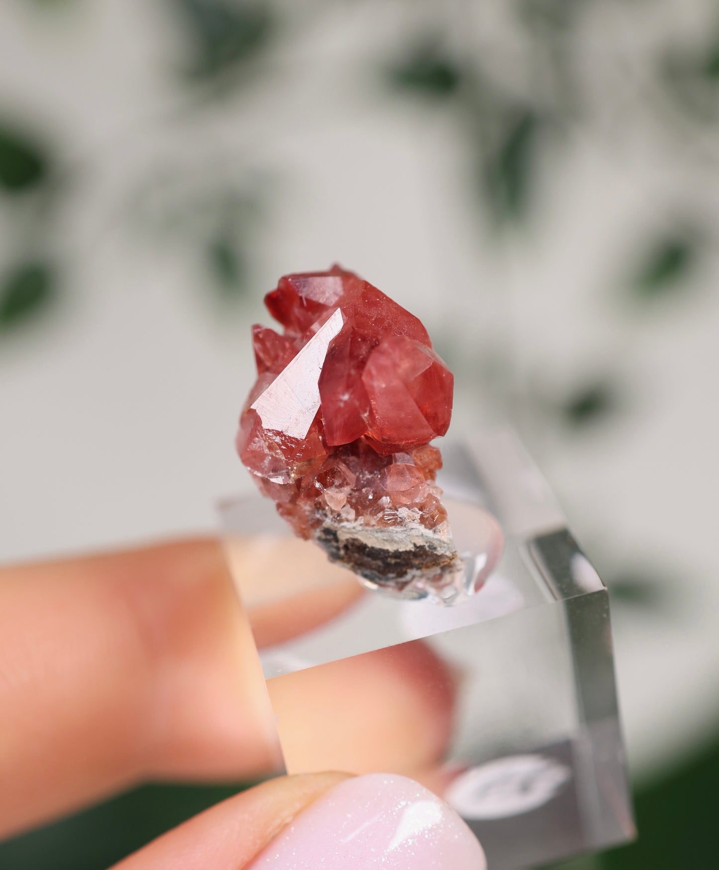 Kristallisierter Rhodochrosit Oldstock Nr.296RH