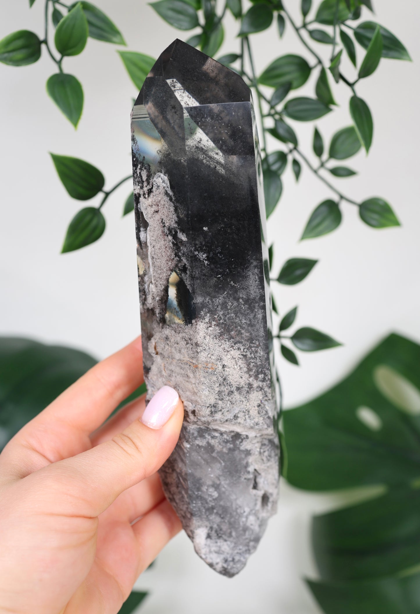 Black Phantom Lemurian Semi-Polished XL Nr.965BL