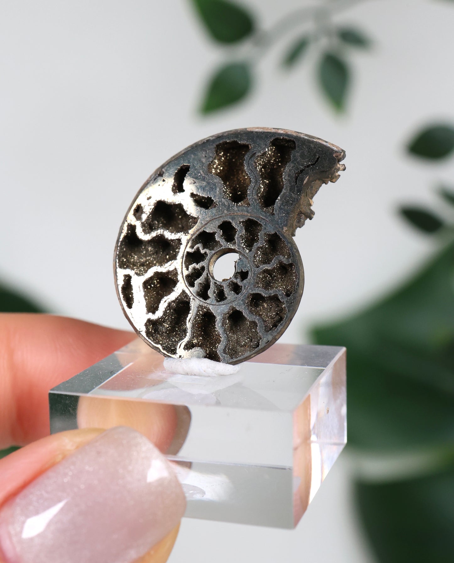 Ammonites piritizados x Calcopirita N.º 57PR