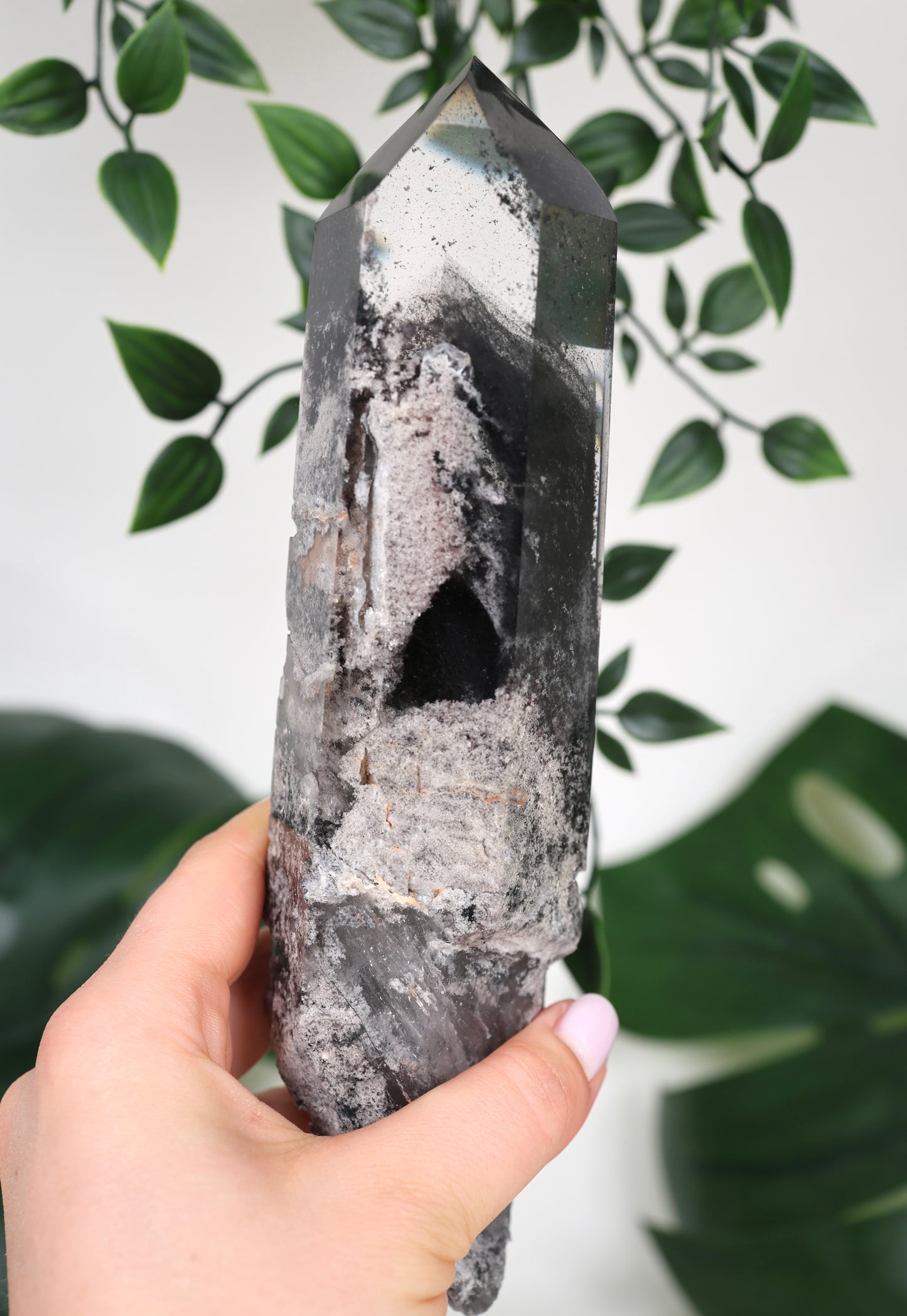 Black Phantom Lemurian Semi-Polished XL Nr.965BL