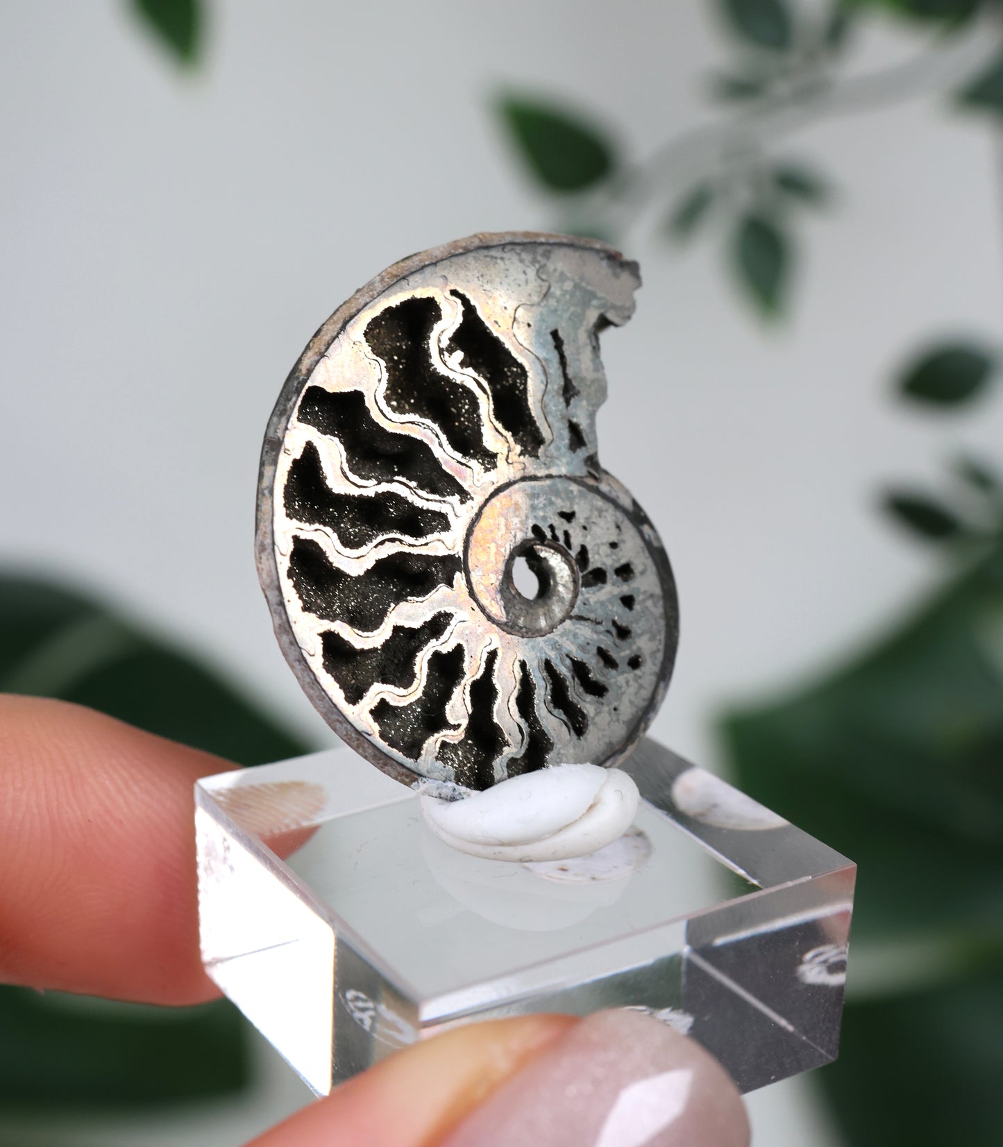 Ammonites piritizados x Calcopirita N.º 56PA