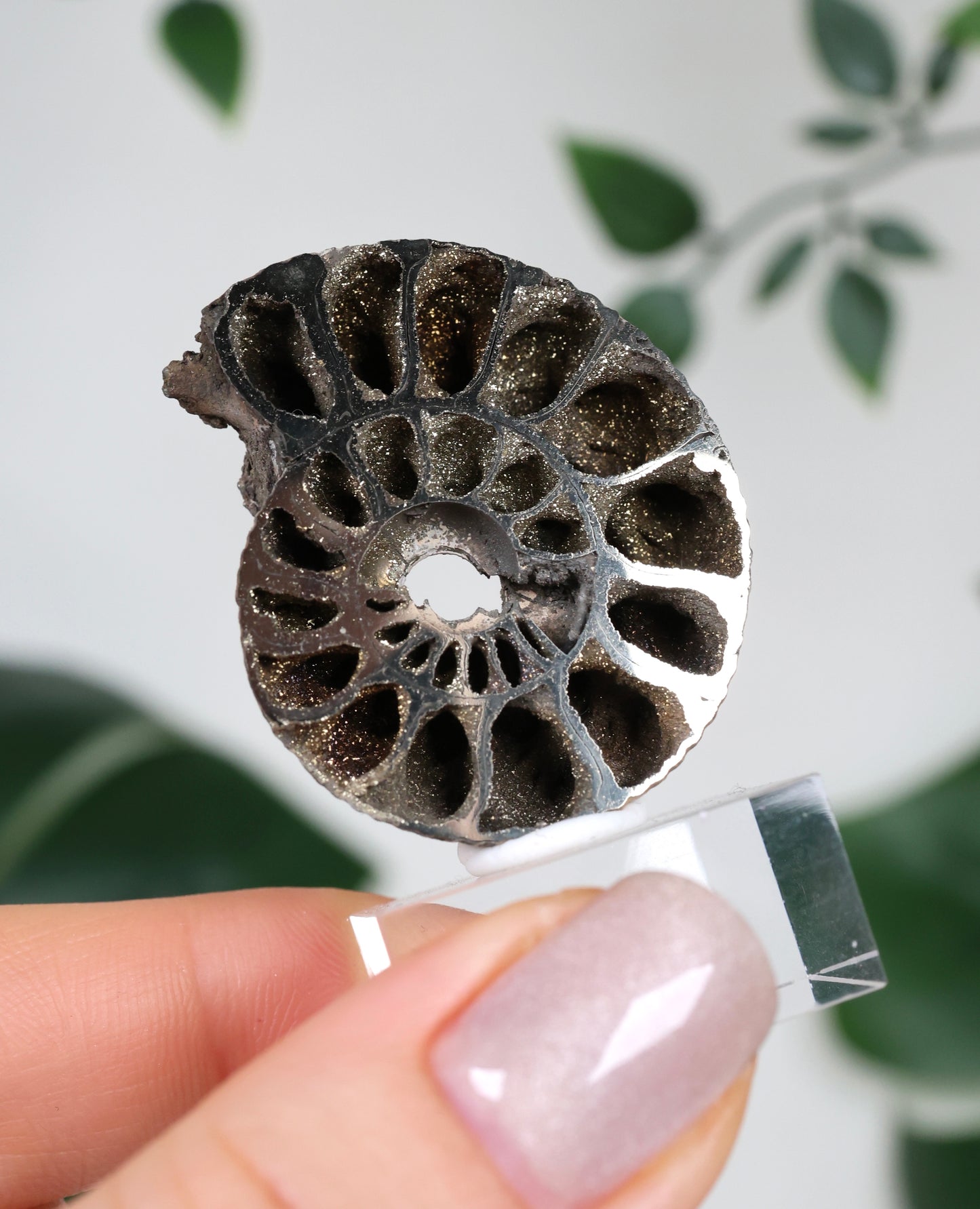 Ammonites piritizados x Calcopirita N.º 90PA