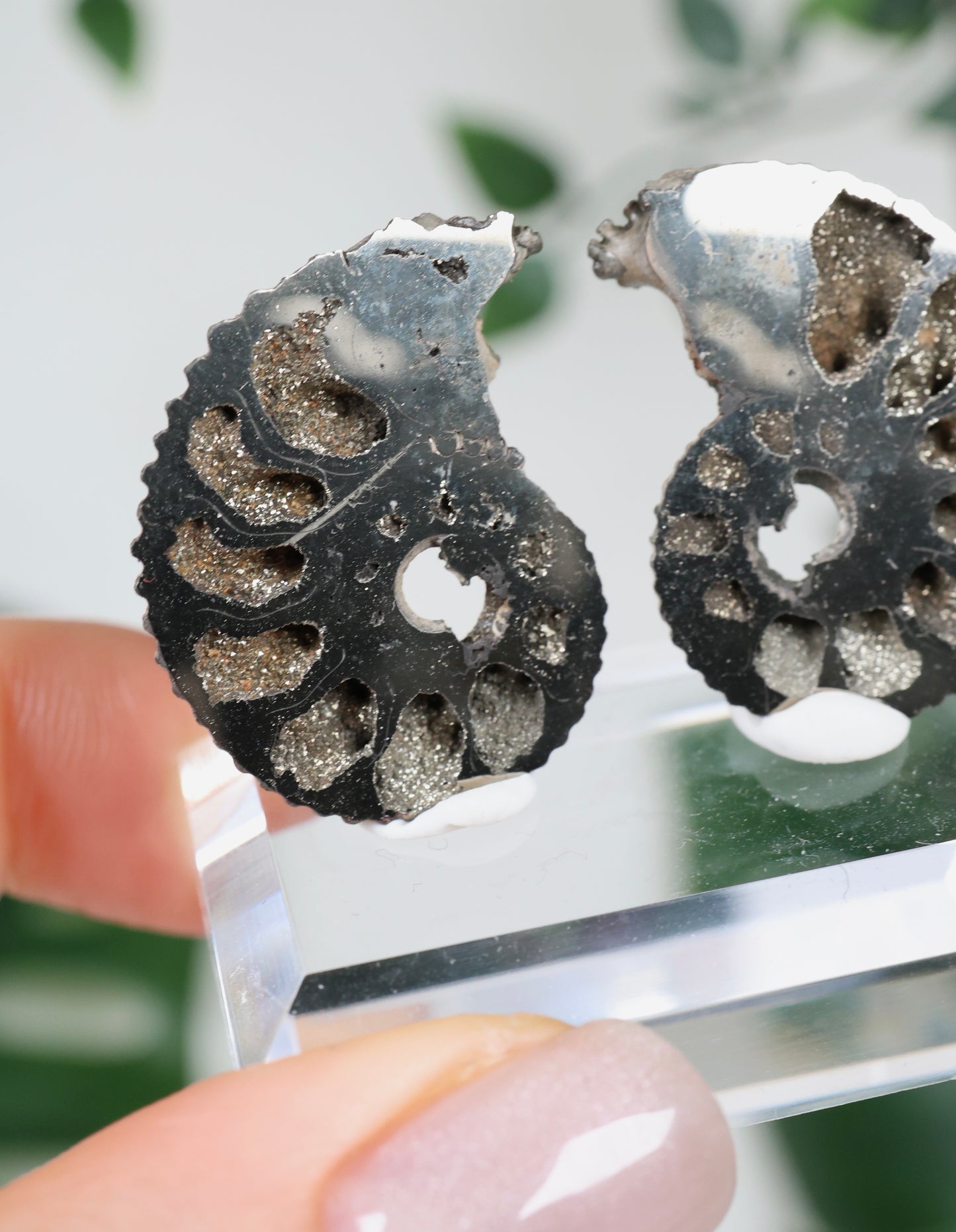 Ammonites piritizados x Pareja de calcopirita n.º 112PA