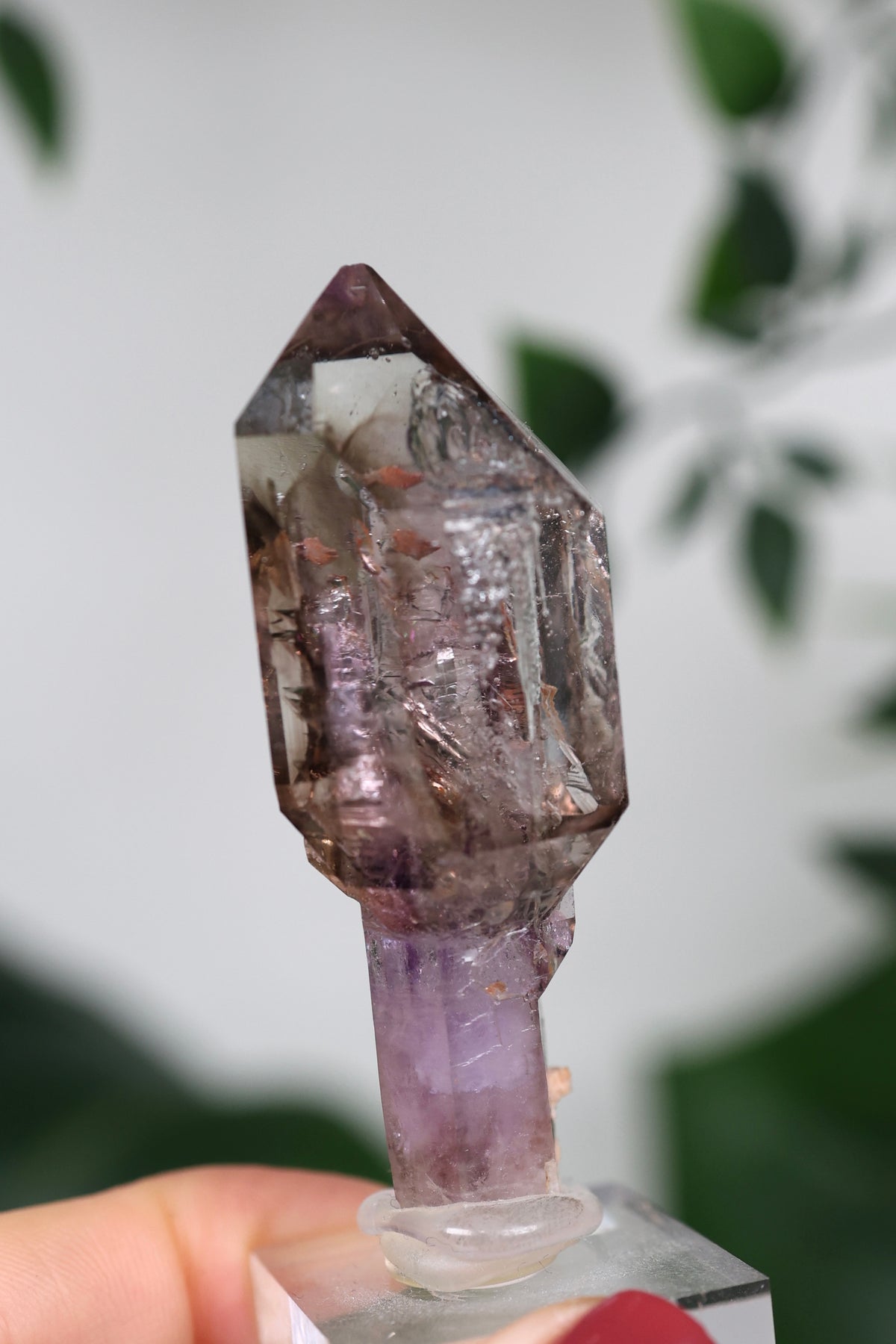 Amethyst x Rauchquarz Zepter Enhydro Nr.444AZ